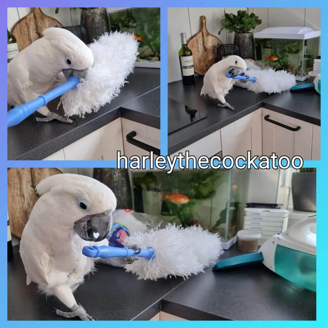 ? Enjoy Harley's Lifeさんのインスタグラム写真 - (? Enjoy Harley's LifeInstagram)「Helping Mommy 😀👍」4月5日 17時04分 - harleythecockatoo