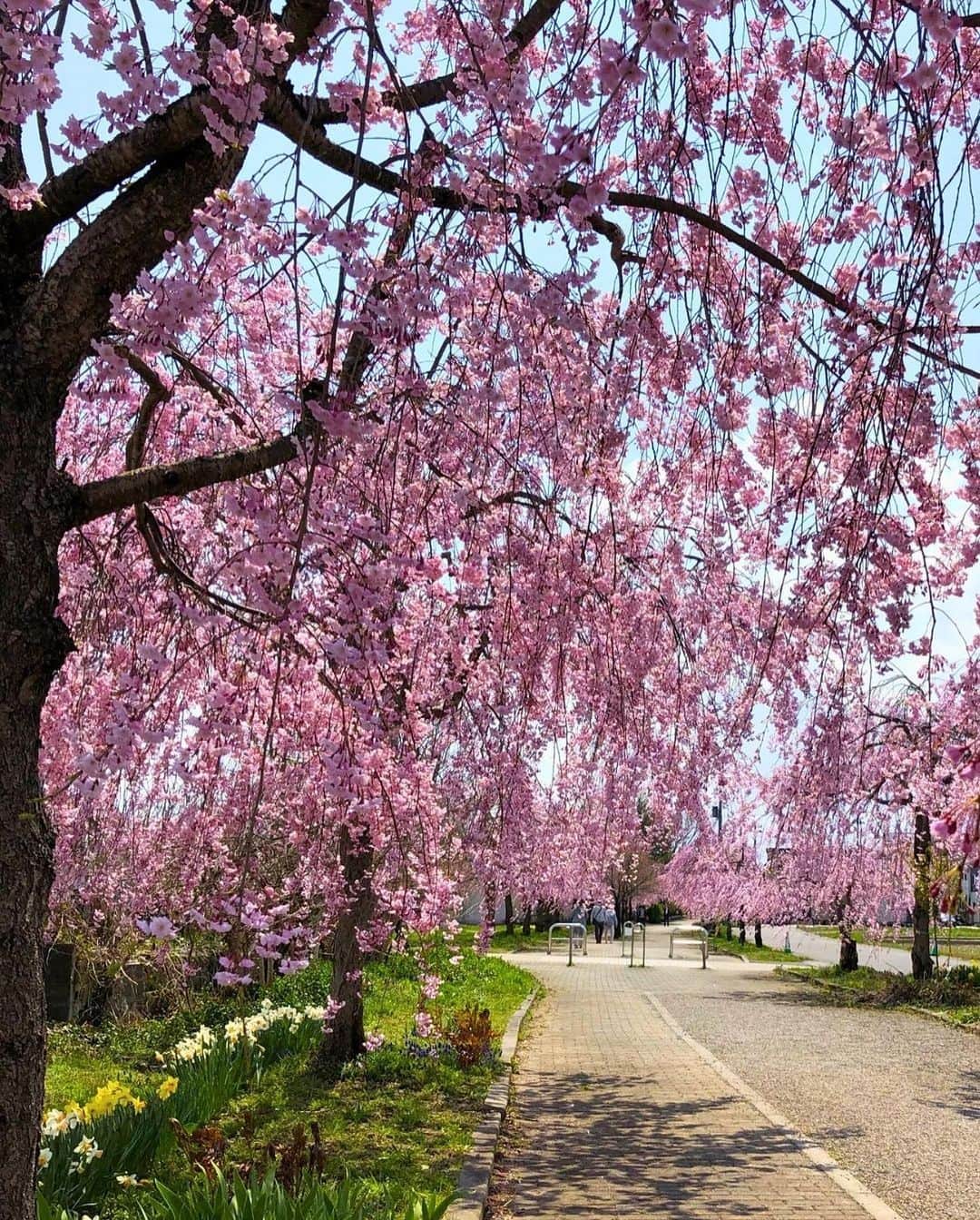 Rediscover Fukushimaさんのインスタグラム写真 - (Rediscover FukushimaInstagram)「Ready to swap your morning coffee for a bowl of ramen? 🍜  🌸The Nicchu Line Weeping Cherry Blossoms have started blooming in Kitakata City, Aizu region, Fukushima Prefecture, Japan…  …also known as the place where it’s normal to have ramen for breakfast! 🍜  A tradition called ’Asa-ra’ (朝ラ) in Japanese!  🍜Kitakata ramen is among the top 3 in Japan, and the city has +100 ramen restaurants  🍜Some restaurants open as early as 7 a.m. to serve ‘asa-ra’! 🍜Feeling like a burger instead? No worries, try Kitakata’s ramen burger! 😋  🧑‍🍳You can also try your hand at making your own Kitakata ramen, guided by an expert who had their own ramen restaurant (more information in our stories).  🚴Cycling is a great way to see the city! We have a post about cycling in Kitakata City (including where to rent bicycles!) on our website, so be sure to check it out.  This year’s dates:  Cherry Blossom Festival 🗓️April 7th-26th  Cherry Blossom Festival Opening 🗓️April 7th 🕰️10:00  Cherry Blossom Light-up 🗓️April 8th-17th 🕰️18:30-20:00  Would you like to visit the Nicchu Line Weeping Cherry Blossoms? 🤩  Save this post for your next visit! 🔖  #visitfukushima #fukushima #cherryblossom #japantravel #japaneseramen #weepingcherryblossoms #kitakata #kitakataramen #ramen #ramenlovers #historicaltown #historylovers #japaneseramen #nicchuline #kitakatacity #aizu #japanapriltrip #tohoku #jrpass #jreastpasstohoku #sakura #hanami #spring #springinjapan #beautiful #beautifulplaces #beautifuldestinations #beautifuljapan #japanese」4月5日 17時06分 - rediscoverfukushima