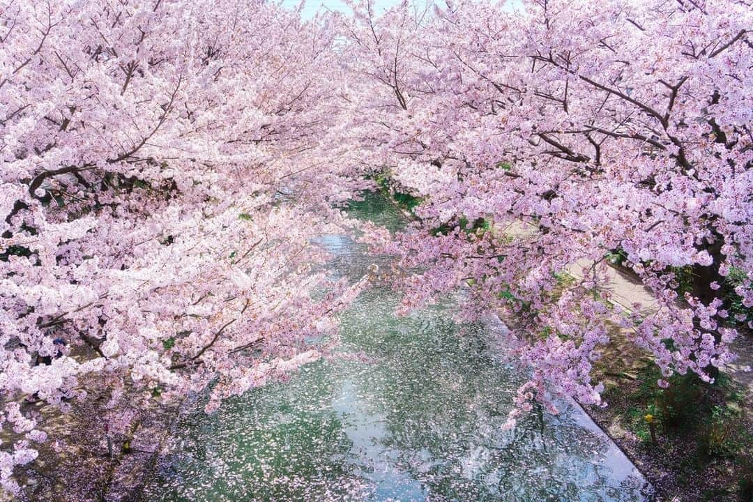 関西電力株式会社のインスタグラム：「＼桜の花筏が美しい🌸京都・伏見／ 本日は、京都・伏見から桜をパシャリ📸  京都市南部の伏見エリアは、関西有数のお花見スポット✨ 幕末の歴史に欠かせない重要なエリアで、現在も江戸時代末期を感じさせる伝統的な建築群が魅力です。  濠川（ほりかわ）沿岸には桜並木が続き、花びらが流れる美しい光景を見ることができます。 ちょうど今ごろ（4月初旬）が見頃です😄  みなさんオススメの関西のスポットがあれば、コメントで教えてください！  #関西電力　#灯りフォト部 #京都　#伏見　#伏見十石舟　#花見　#お花見 #日本の絶景　#日本の景色 #関西旅行　#関西観光　#京都旅行　#京都観光　#京都散策 #カメラ好きな人と繋がりたい　#写真好きな人と繋がりたい」