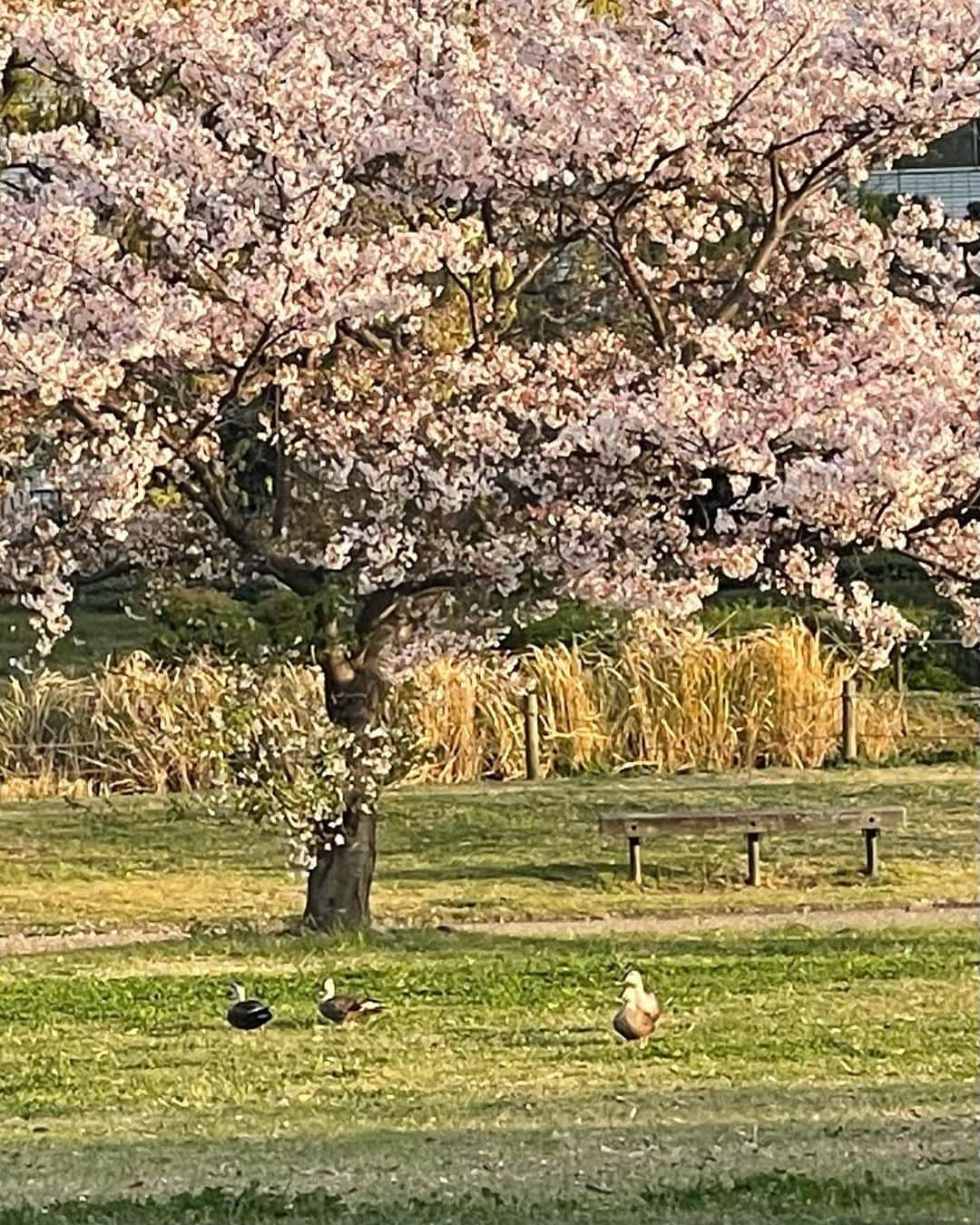 浅井マリサさんのインスタグラム写真 - (浅井マリサInstagram)「☺︎ ピンクヘアになりました💖⁉️🤭 仲里依紗先生みたいなピンクを１回はやってみたくて遂に🤤💞💞 ピンク復活です🫶🏻  最後の写真、鳥もお花見してた🦆  @ochi.hairstylist さんいつもありがとうございます🐱」4月5日 17時12分 - marisa_a_egg