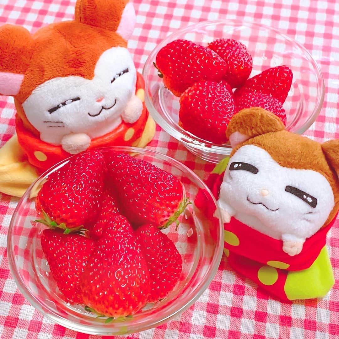 江崎びす子さんのインスタグラム写真 - (江崎びす子Instagram)「今日のおやつは紅ほっぺ🍓(*^ω^*)  #紅ほっぺ #いちご #strawberry #ねてるくん #ハム太郎」4月5日 17時14分 - bisukoezaki
