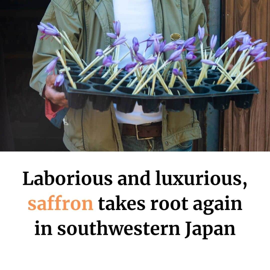 のインスタグラム：「Saffron is a treasured crop with a painstakingly manual harvesting process that cannot be done with automation. Currently, there’s no procedure to mechanically separate the stigma from the plant, thus requiring patience and quick fingers during the short harvest window before the flowers wilt and deteriorate the stigma. Read more about how saffron flowers are grown and harvested in Japan with the link in our bio. 📸 Kayoko Hirata Paku . . . . . . #Japan #Saga #Kyushu #saffron #plant #plants #nature #japantimes #サフラン #日本 #佐賀 #佐賀県 #九州 #植物 #自然 #ジャパンタイムズ #🌱」