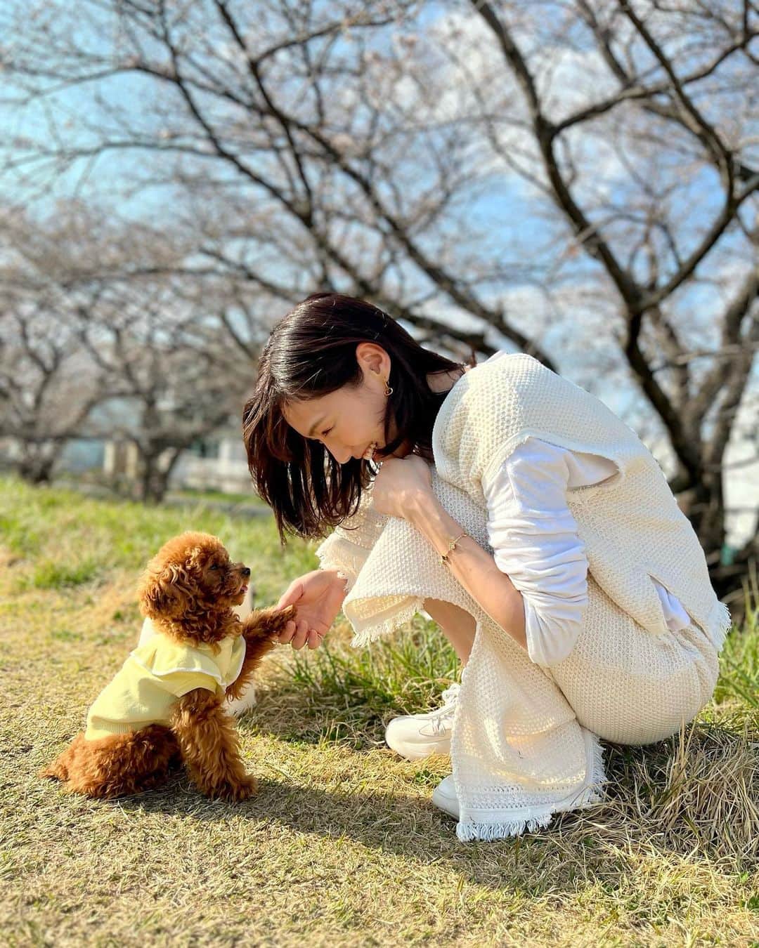 島村みやこさんのインスタグラム写真 - (島村みやこInstagram)「トリミング前のモジャモジャくん🐶 眉毛がおじいちゃんみたいで可愛いよ✨ ． 🐶... @ropepicnic_dog  👩🏻... @liesse_official 👟... @uggjapan」4月5日 17時34分 - miyako_shimamura.official