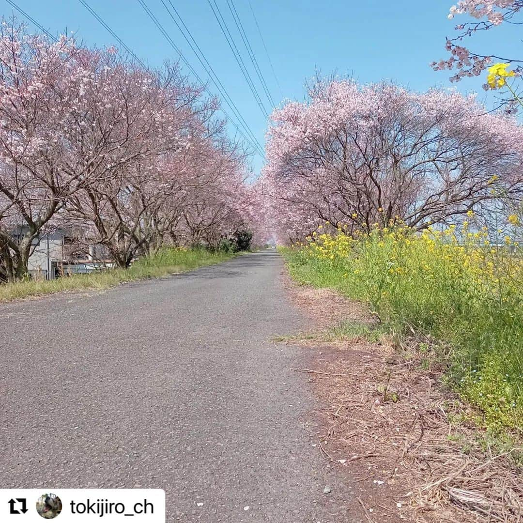 西条市さんのインスタグラム写真 - (西条市Instagram)「先週末はちょうど見ごろでしたね！🌸 菜の花とのコントラストも綺麗です🎉  #サクラ #桜 #桜スポット #西条桜 #ehime #shikoku  #Repost @tokijiro_ch with @use.repost ・・・ 🌸桜のトンネル🌸 昨日に比べると一気に咲きましたね。  #桜 #さくら #サクラ #ソメイヨシノ #愛媛県 #西条市 #加茂川 #lovesaijo」4月5日 17時27分 - lovesaijo