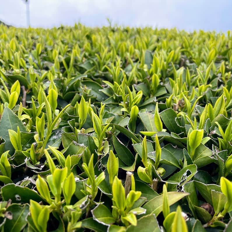 一保堂茶舗さんのインスタグラム写真 - (一保堂茶舗Instagram)「「芽吹く茶畑のようす」  茶畑のようすを見てまいりました。つやつやのやわらかい新芽がぴょこんと芽吹いています。新芽の明るいきみどり色は、まばゆいばかり。その若いエネルギーを感じました。  2023年の新茶をお届けできるまで、あとひと月ほどです。今年は少し早かった桜の開花でしたが、合わせるようにお茶の木も芽吹き、例年よりも早い萌芽宣言がなされました。雨や春の陽光に育まれ、鶯鳴く5月初旬、茶摘みの時を迎えます。  京都南部の山間部に位置する茶畑、山ならではの寒く厳しい冬を耐えて気温も上昇し始める頃、お日様に向かって元気よく飛び出す新芽は「新茶」として尊ばれます。とってもエネルギッシュで生命力に満ち溢れています。  現在一保堂では、新茶のご予約を受け付けております。この時期にご予約をいただきますと、新茶中缶・大缶に限り、特別価格で承ります。ご自宅使いはもちろんのこと、季節のお便りのひとつとして「旬の贈りもの」にいかがでしょうか？  @ippodotea   #ippodotea #ippodo #一保堂茶舗 #一保堂 #新茶  #日本茶 #日本茶好き  #お茶 #お茶好き #お茶時間 #お茶の時間 #お茶のある暮らし #お茶のある生活 #日本茶のある暮らし」4月5日 17時27分 - ippodotea