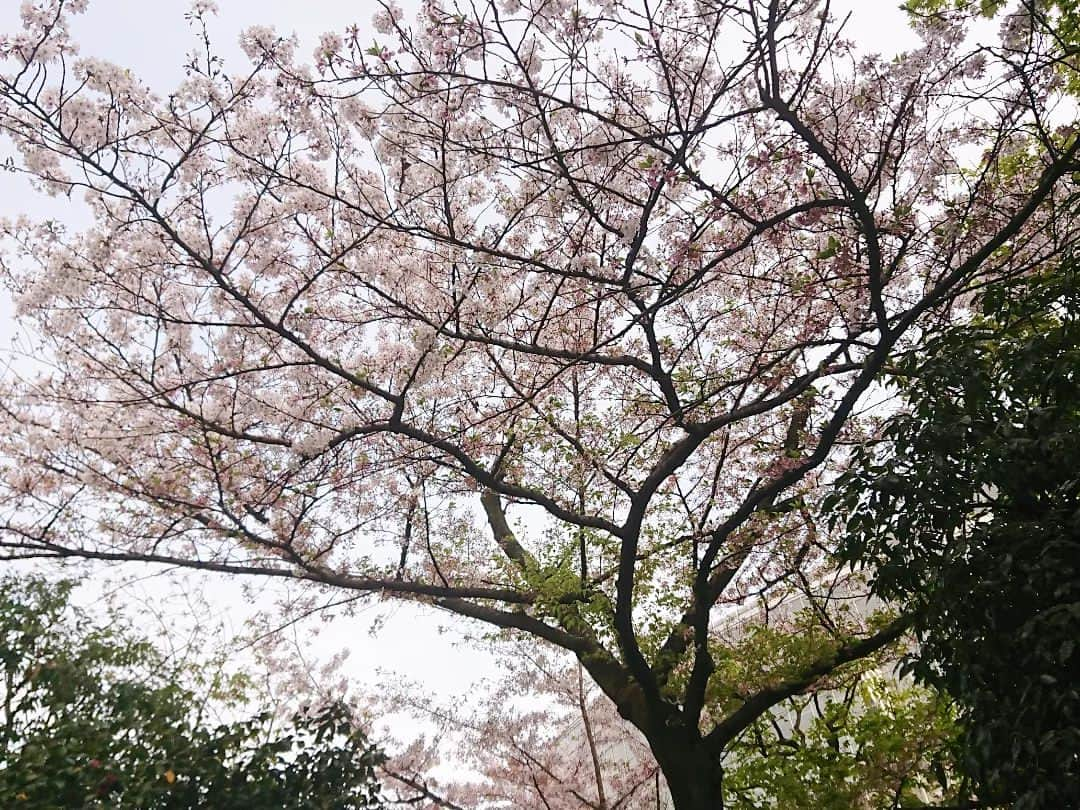 桜花さんのインスタグラム写真 - (桜花Instagram)「昨日はステキな収録いってきました🗻🍀＼(^^)／  ひょうきんな時間でした🌸  素敵ガールが素敵すぎました、、！みんな優しかったです🍀  感謝、感激の一時間です！ ワクワクがチョモランマ級☺️🍀  またお知らせします✨ 配信番組なのですが、配信されてから一時間はなんと！無料なので、ぜひ見てください🌷 こりゃあ感無量です！(無料だけに)  もちろん、登録したらアーカイブも見られます🍀  楽屋に鍵おいたまま外出ちゃって、ガビボーン！てなったのは秘密です🐱  #山  #山登り #山歩き  #ハピピーン #ガビボーン #テレビ朝日」4月5日 17時30分 - mountainohka