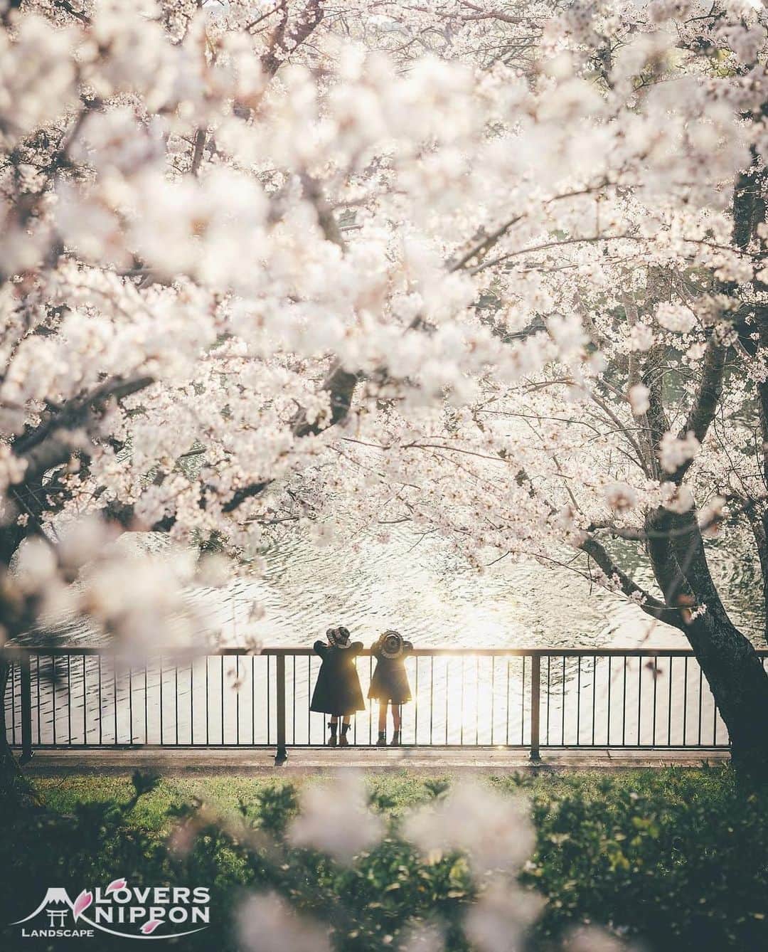 Only Japanese photographsさんのインスタグラム写真 - (Only Japanese photographsInstagram)「🇯🇵Today's LoversNippon Selection🇯🇵 . Artist｜@xxmegmeixx  Selected｜@kimmyssurf . Follow : @lovers_nippon Tag : #lovers_nippon . ＿＿＿＿＿＿＿＿＿＿＿＿＿＿＿＿＿＿＿＿ ￣￣￣￣￣￣￣￣￣￣￣￣￣￣￣￣￣￣￣￣ @xxmegmeixx 様 おめでとうございます✨👏 素敵な作品にタグ付けいただきありがとうございます🏷✨ 今後ともLoversNipponを宜しくお願い致します♫✨ ＿＿＿＿＿＿＿＿＿＿＿＿＿＿＿＿＿＿＿＿ ￣￣￣￣￣￣￣￣￣￣￣￣￣￣￣￣￣￣￣￣ #日本 #風景 #写真 #風景写真 #岡山 #花 #桜 #ポートレート #photo  #landscape #Japan #okayama #flower #cherryblossom #portrait」4月5日 18時00分 - lovers_nippon