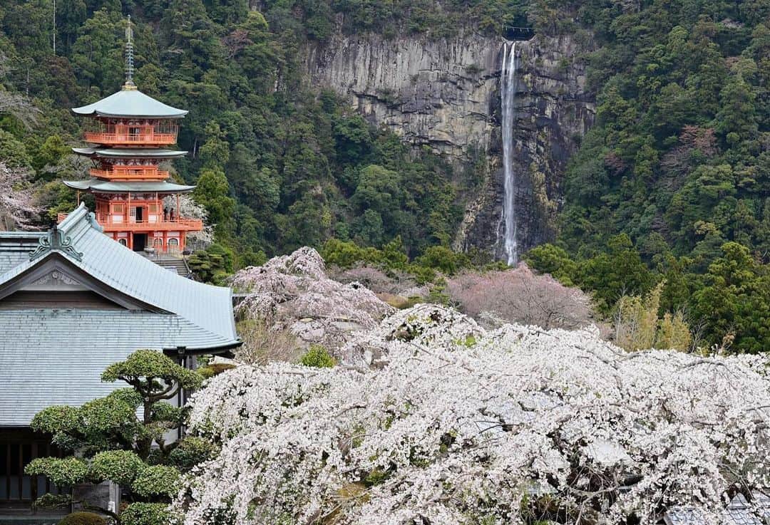 Visit Wakayamaのインスタグラム：「. Nachisan Seiganto-ji Temple appears to float above clouds of pink blossoms. 📸 @koiazami.recollection 📍 Nachisan Seiganto-ji Temple, Wakayama」