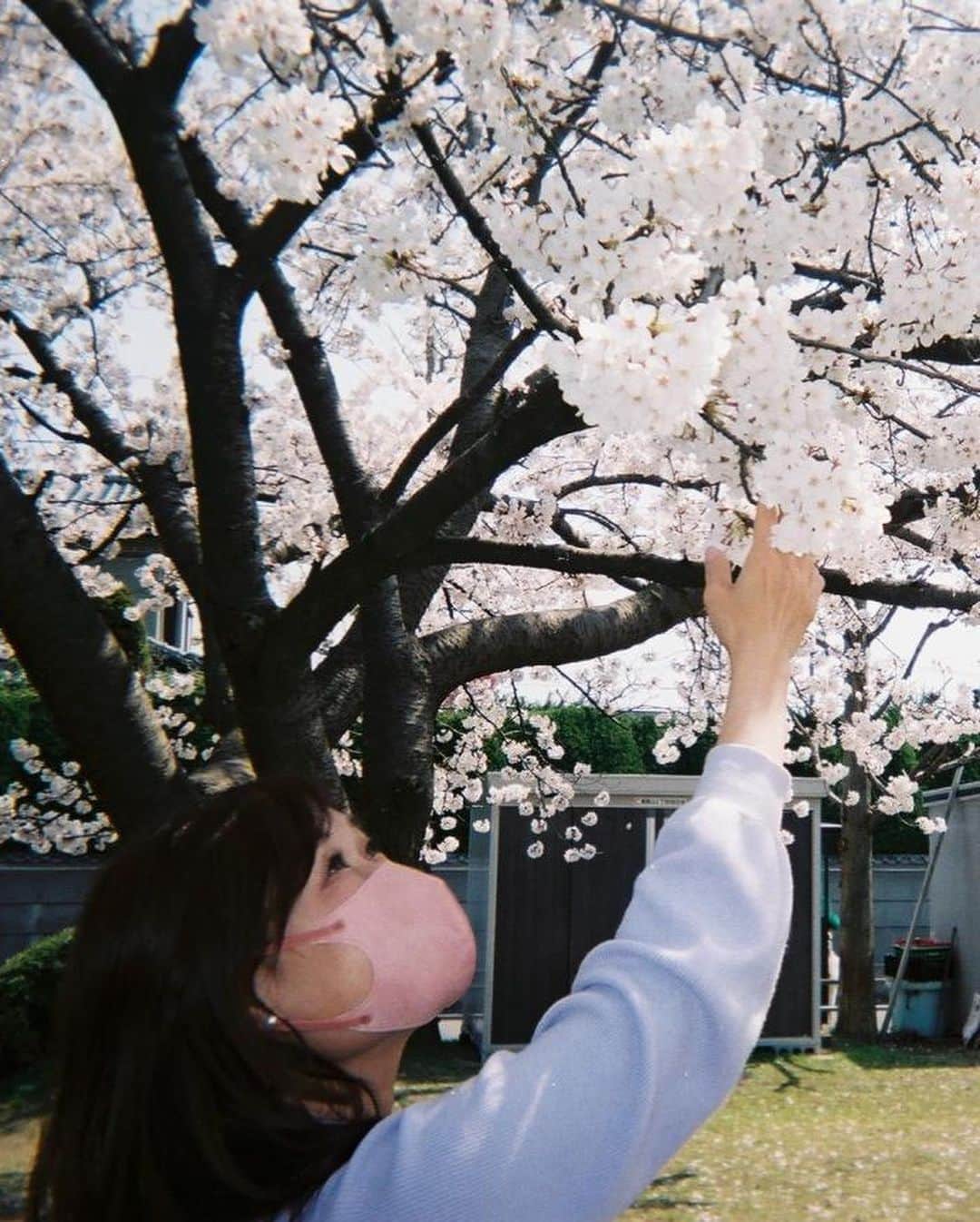 石塚かおりさんのインスタグラム写真 - (石塚かおりInstagram)「#スマホ写真#アナログ写真  甥っ子達に、これ、現像に出してもらえる？って渡された、懐かしくて新しいインスタントカメラ。  あと何枚か撮れるから撮っちゃおうと、桜を探してちょっぴり遠出。  あまりに久しぶりすぎて、撮り方忘れました笑  スマホ写真とのテイストの違い、感じられるでしょうか？（3枚目）  現像できるまでのお時間が、なんとなくわくわく。  アナログって良いなあ。  ちなみにスマホでの1.2枚目お写真を撮ってくれたのは情報センターのボス。 偉い人をカメラマンに使ってすいません…  ありがとうございます。  #インスタントカメラ 写ルンです  #エモい写真  #ノスタルジー #ノスタルジック #写真好きな人と繋がりたい  #昭和感 #昭和の女 #アナログ#温故知新 明日もあなたと #石塚かおりのbrandnewday  #ブラニュー 明日は、かおりdeランチ #新潟#ランチ #新潟放送#朝活 #アナウンサー #石塚かおり」4月5日 17時53分 - kaori_ishizuka413