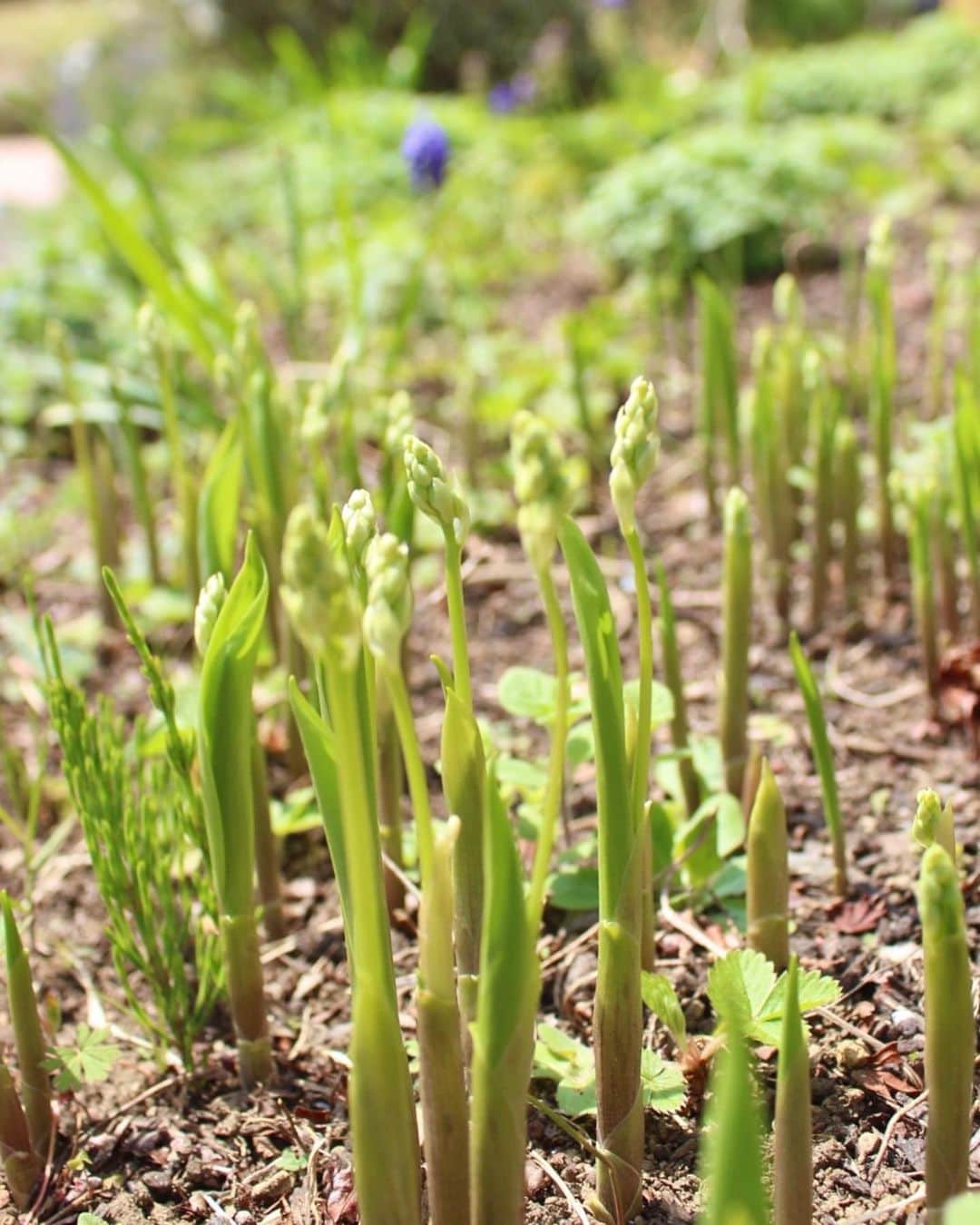生活の木 メディカルハーブガーデン薬香草園【公式】のグルメインスタ