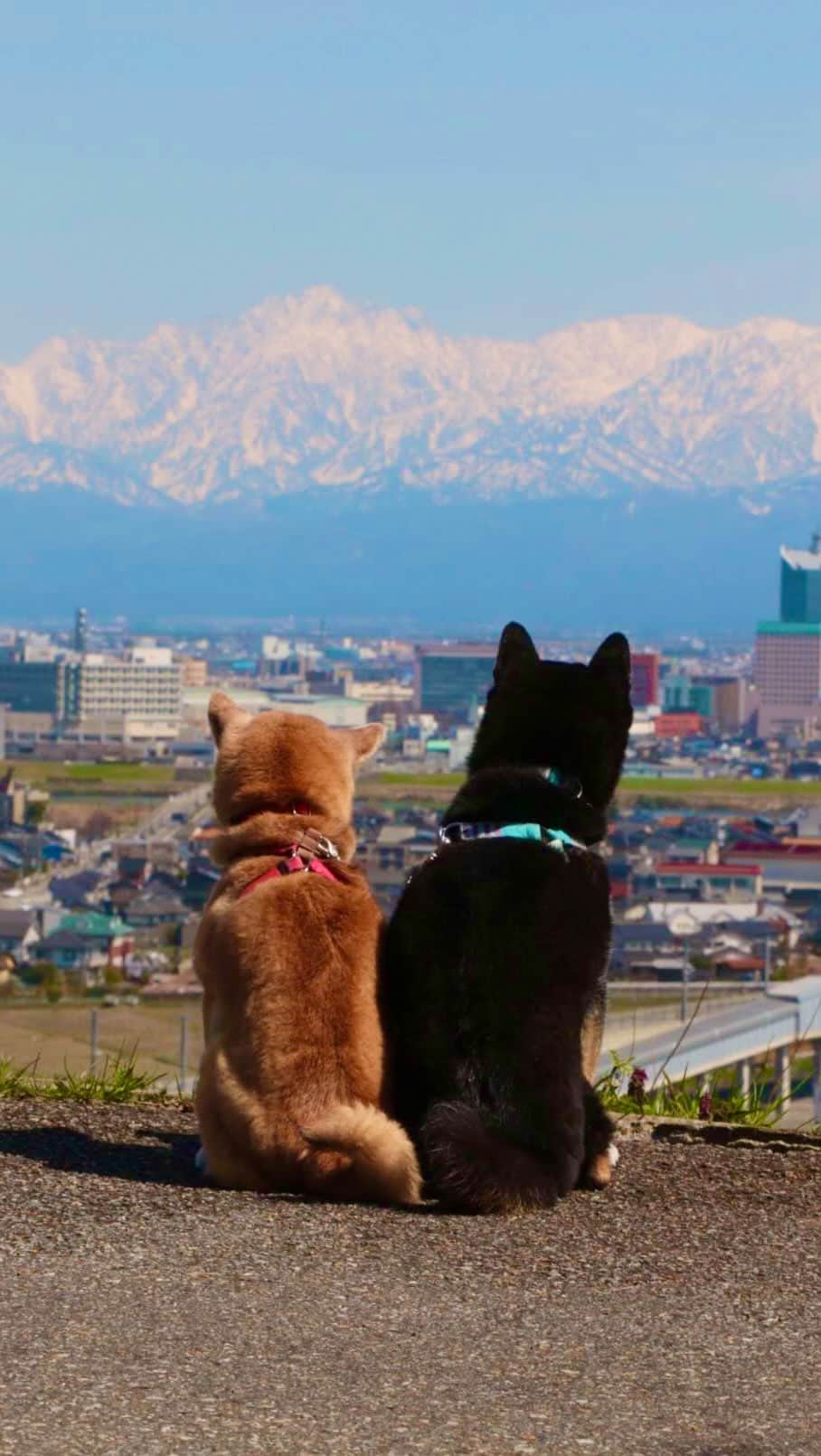 柴犬 けんしろう ゆりあのインスタグラム：「🐶🏔🐶  立山連峰きれいに見えたー🏔✨  昨日、舟川べりから帰宅しひと息した後 この青空を逃すまい！と、姉に連れて行ってもらい 2019年4月にけんちゃんと一緒に眺めた場所から 立山連峰を拝んできました🙏✨  ラストに2019年のけんゆり動画も入れたので ちょっとうるっとしてしまいますが 富山が誇るこの景色をぜひご覧ください🥺❤️  #立山連峰 #富山 #toyama #柴犬 #shiba #元保護犬 #保護犬を家族に」