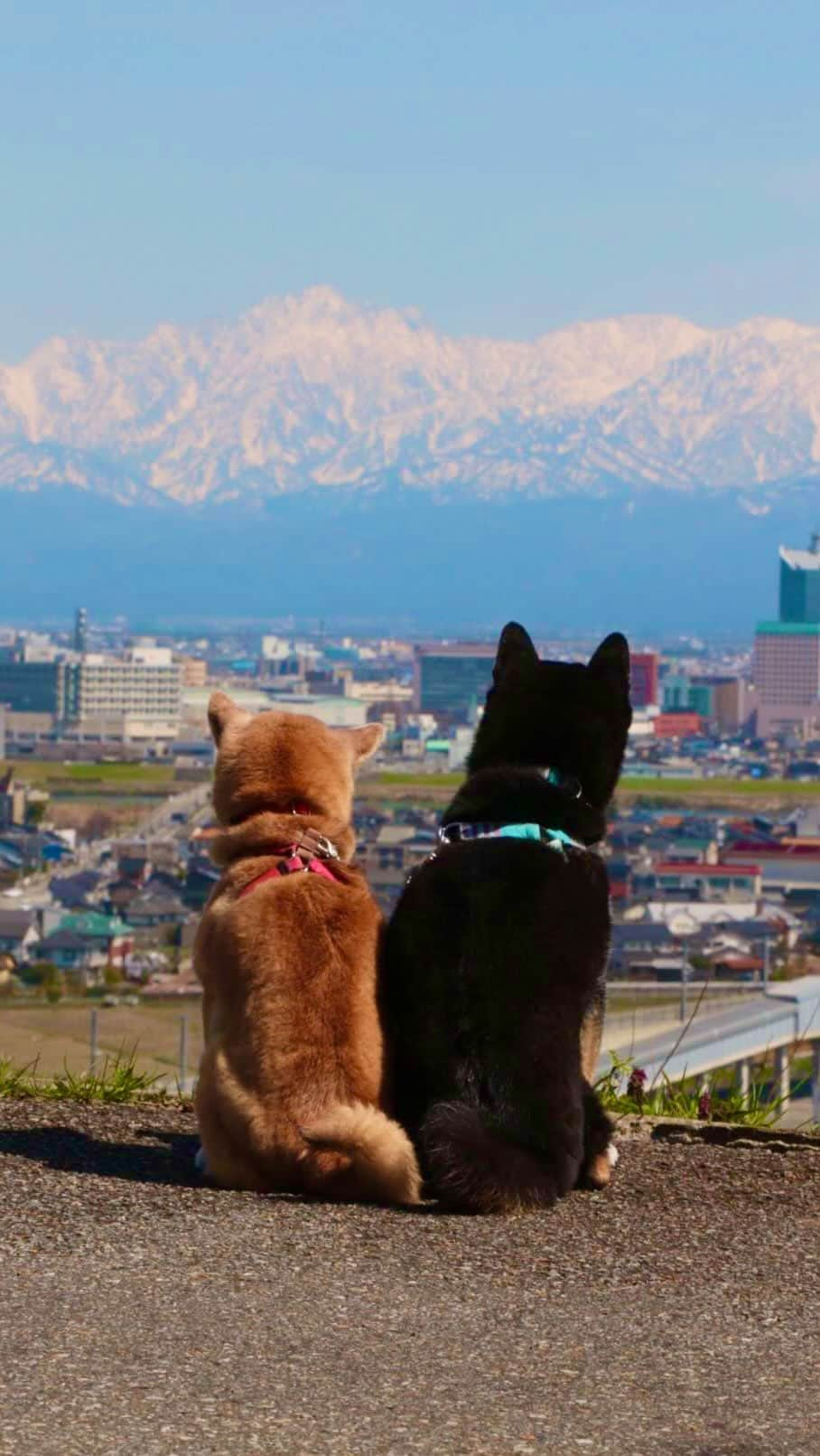 柴犬 けんしろう ゆりあのインスタグラム