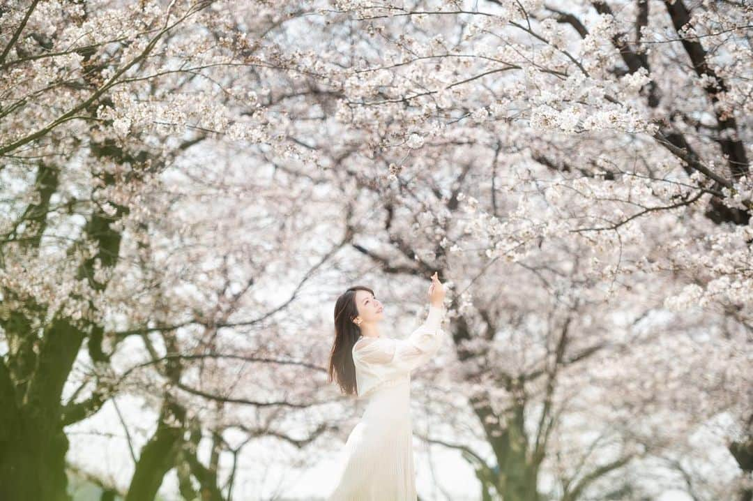 Mikaさんのインスタグラム写真 - (MikaInstagram)「Sakura Paradise  ソメイヨシノが満開で美しかった☆  ・ ・ ・ photo by @ryouta_portfolio 📸 model @mikarin_portrait  ・ ・ ・ ・ follow me💋  #美花展 #ソメイヨシノ満開  #桜ポートレート #桜の園 #被写体モデル #カメラ女子 #キリトリセカイ #ポートレートセレクション #ポートレート撮影 #被写体依頼受付中 #スクリーンに恋して #カメラマンさんと繋がりたい #被写体なります #ポートレートしま専科 #写真を止めるな #jp_portrait部 #jp_portrait_collection #japanesegirl #asiangirl #love_camera_club #asianbeauty #portraits_dream #good_portraits_world #cherryblossomseason  #japanesecherryblossom  #cherryblossomdc  #lovers_nippon_portrait #top_portrait_photo #pasha_magazine #tokyocameraclub」4月5日 18時16分 - mika_portrait