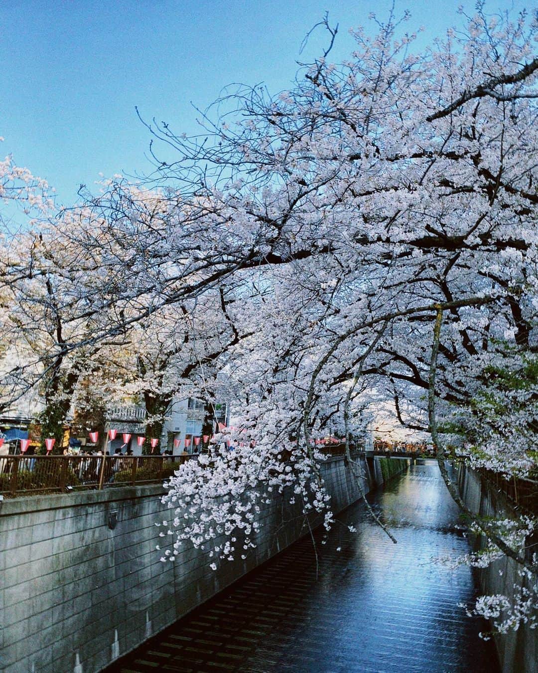 白石聖さんのインスタグラム写真 - (白石聖Instagram)「🌸👗」4月5日 18時16分 - shiraishi_sei