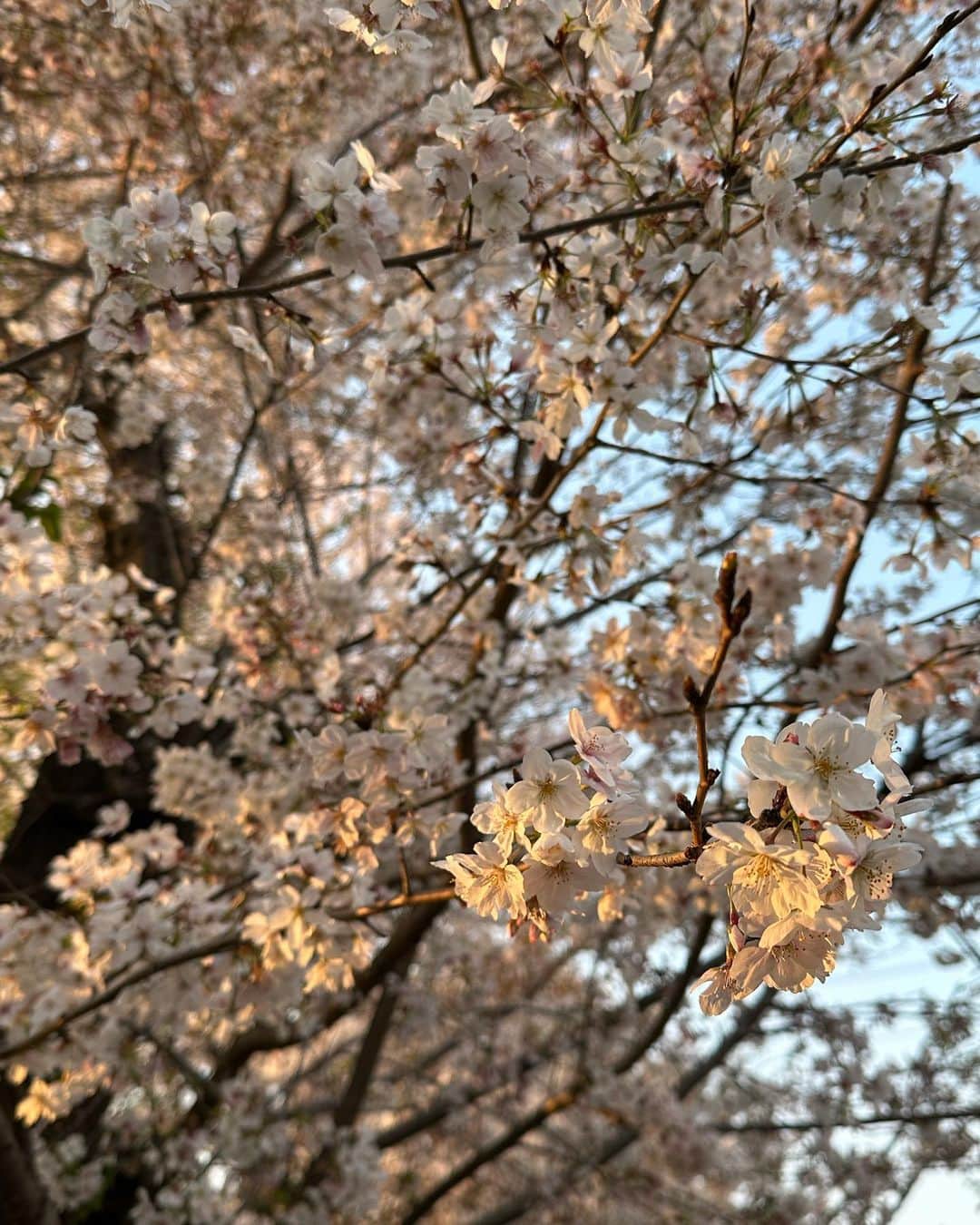 一ノ瀬恋さんのインスタグラム写真 - (一ノ瀬恋Instagram)「もう桜が終わりに近づいてますね🥲🌸  #桜」4月5日 18時37分 - mayu19900323