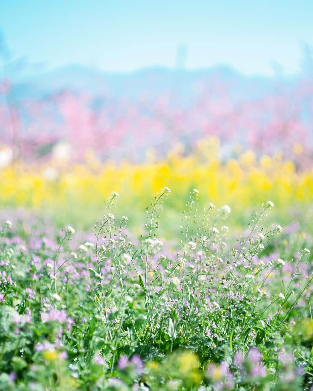 国分真央さんのインスタグラム写真 - (国分真央Instagram)「. 本格的な摘花前に山梨市へ🌸 ⁡ 桃農家さんが余分な花を減らしながら受粉用の花粉を集める「摘花(てきか)作業」を始める前に、山梨市へ行ってきました🍑 ⁡ 春の山梨は本当に花に溢れていて、 花が過ぎたら夏〜秋はフルーツが楽しめるので 目で見て➝味わう事にすごく感銘を受けています。 視覚から味覚に移る様が美しいなあ。 ⁡ #peachblossom」4月5日 18時41分 - mao_kokubu