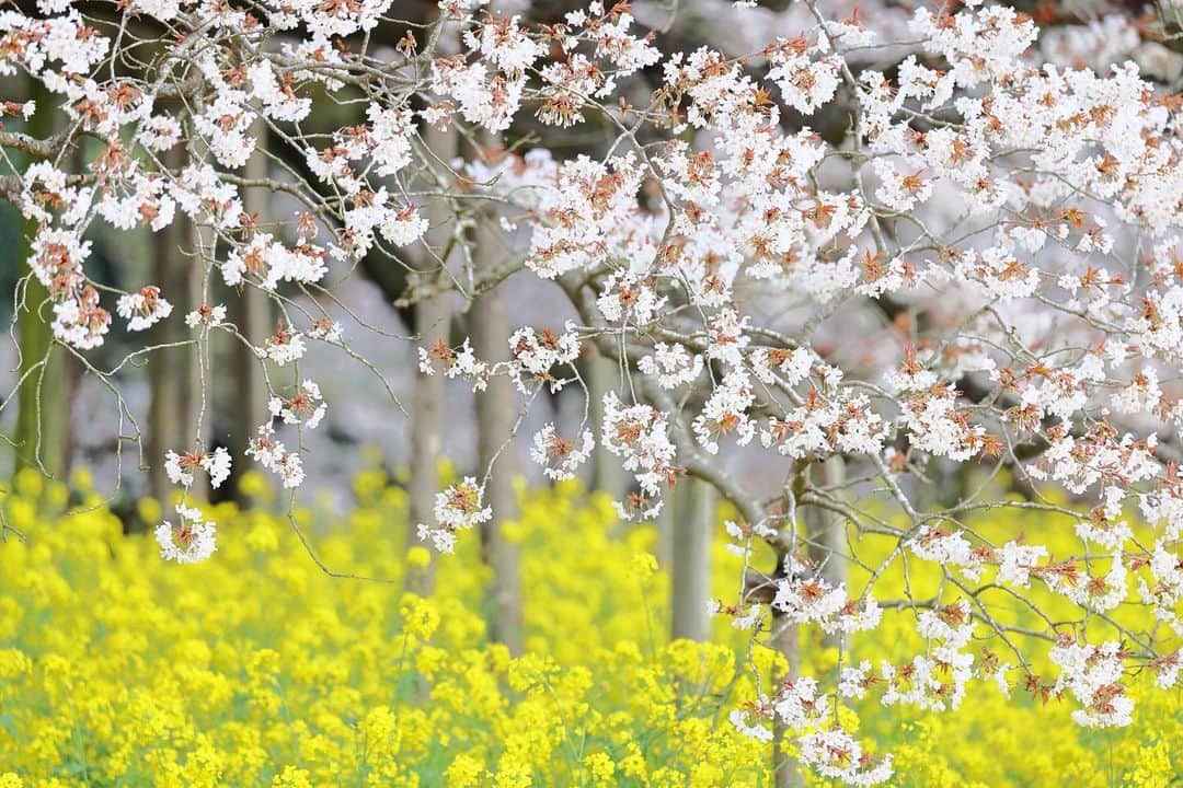 kiccyomuさんのインスタグラム写真 - (kiccyomuInstagram)「☀️ 2023.04.05 Wed #吉高の大桜 今年は綺麗な #桜 が見れました📸  #菜の花 も綺麗に咲いてて 今年は見れて良かった😊  location #千葉 ❣️ 📷撮影 2023年3月29日」4月5日 18時42分 - kiccyomu