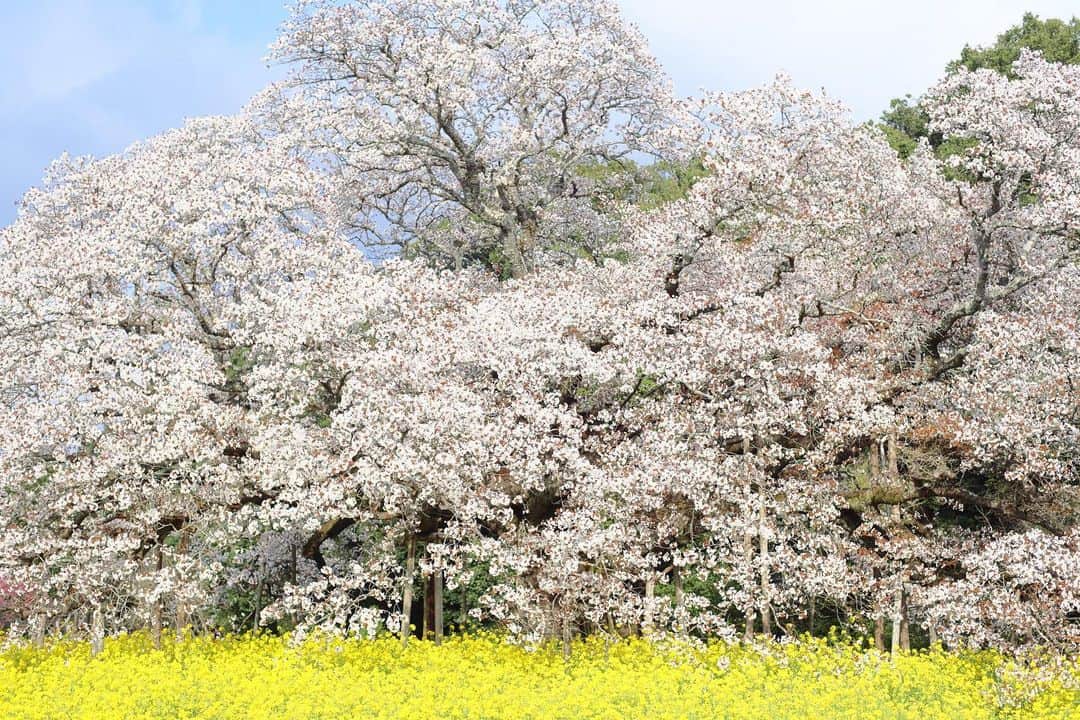 kiccyomuのインスタグラム：「☀️ 2023.04.05 Wed #吉高の大桜 今年は綺麗な #桜 が見れました📸  #菜の花 も綺麗に咲いてて 今年は見れて良かった😊  location #千葉 ❣️ 📷撮影 2023年3月29日」
