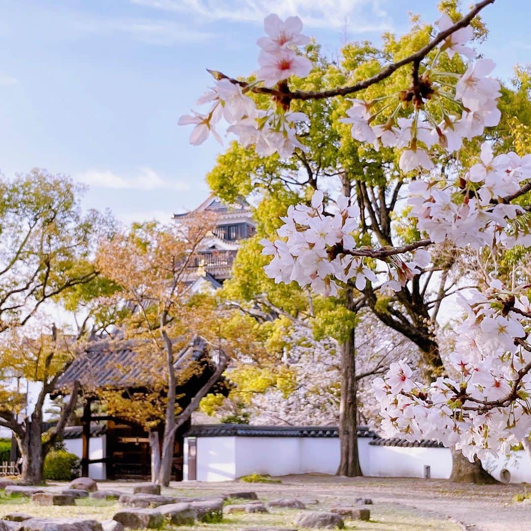 三宅裕貴さんのインスタグラム写真 - (三宅裕貴Instagram)「先月3月29日の岡山城敷地内の桜と岡山城です。  #岡山城 #桜 #cherryblossom #벚꽃 #🌸  #岡山県 #岡山市 #岡山 #okayama #오카야마 #おかやま #おかやま晴れ旅 #find_new_okayama」4月5日 18時52分 - yuhkimiyakeevo