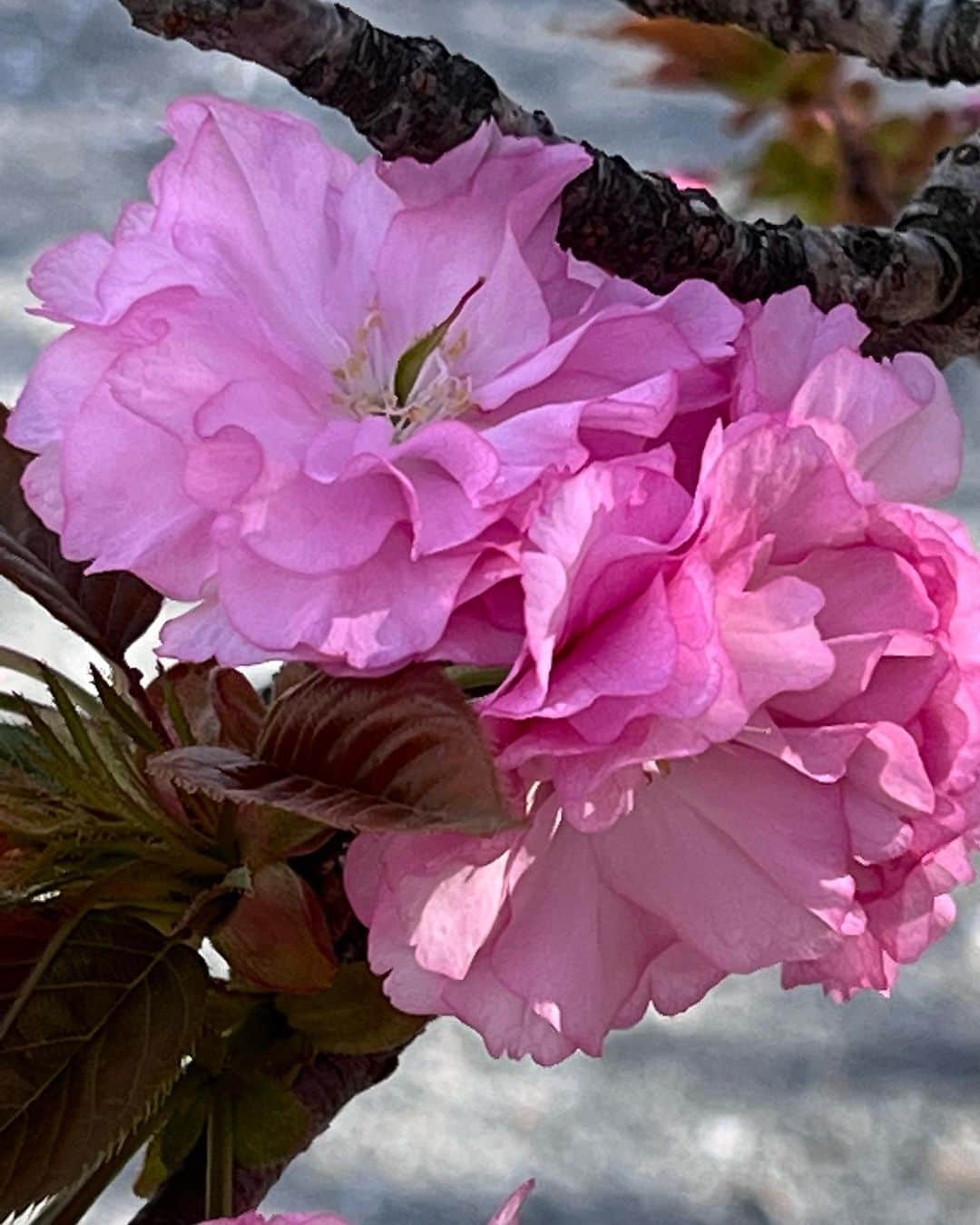 駒田奈美さんのインスタグラム写真 - (駒田奈美Instagram)「・ ・ ・ 『二条城』 ・ ・ 世界遺産の二条城 ・ 二条城桜まつり2023が4月15日まで 開催されているとの事で行ってきました♪ ・ ・ 二条城内には早咲きから遅咲きまで 50品種約300本の桜があり様々な桜を楽しめます✨ ・ ・ 初めて見る品種の桜も沢山あって… 沢山写真を撮ってきました♪ ・ ・ 夜のライトアップも素敵みたい！ 行きたかったなぁ〜 ・ ・ ・ #駒田奈美#モデル#アラフィフ#美魔女#京都#桜#京都観光 #京都桜#二条城#ライトアップ#素敵#世界遺産」4月5日 18時48分 - nami.komada