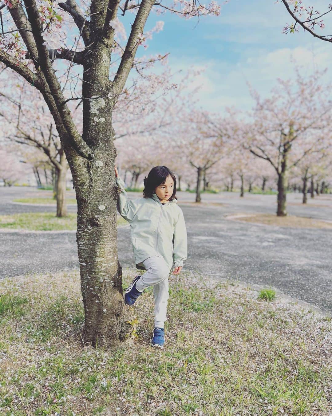 岡田優介のインスタグラム：「1年ぶりに🌸  もう散り始めだったけど空いてたので良し。息子は相変わらず元気いっぱいです。  #sakura #cherryblossom #さくら広場」