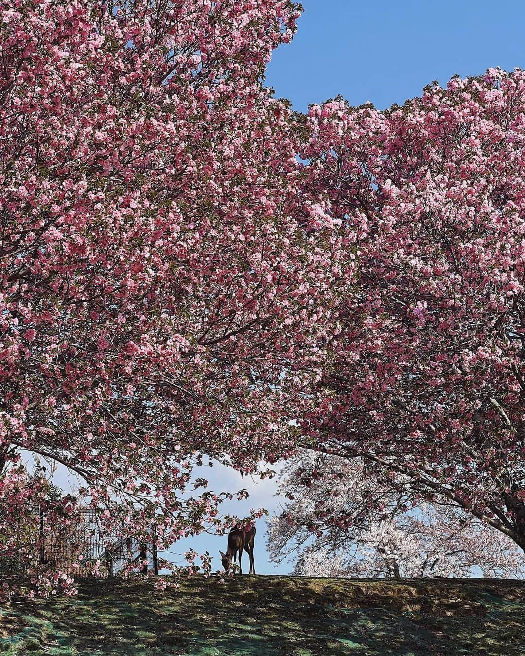 Julia Castroさんのインスタグラム写真 - (Julia CastroInstagram)「🦌🌸🌸🌸 . #cherryblossom  #sakura #deer #nara #japan #桜 #春景色 #桜色 #鹿 #奈良 #八重桜」4月5日 19時03分 - julia.c.0209