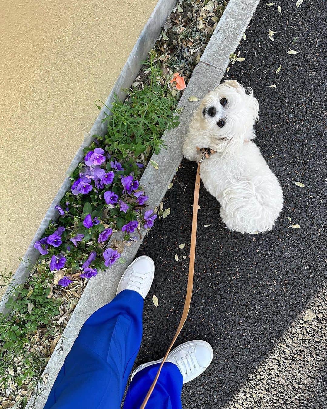 桃華絵里さんのインスタグラム写真 - (桃華絵里Instagram)「お散歩 look 💙 🐶🧵🦋  #ootd #mocoas #保護犬を家族に」4月5日 19時07分 - _momoka828_