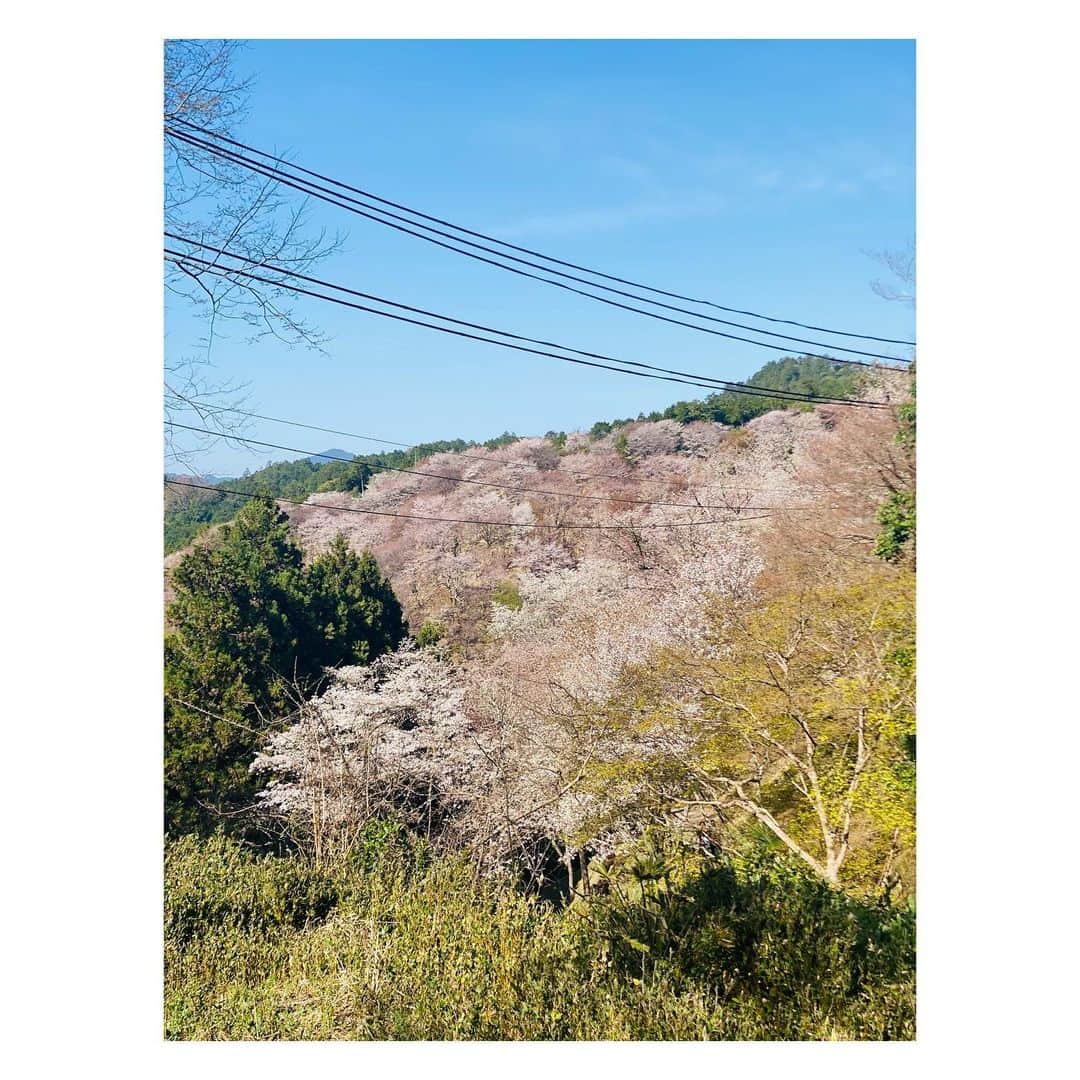 愛聖りささんのインスタグラム写真 - (愛聖りさInstagram)「. 学生の時からずっと行きたいと思ってた 吉野の桜を見に行ったよ〜🌸 残念ながらちょっとタイミング早かったけど 念願叶って嬉しかったです✨ 来年リベンジでまた行きたい！！！  #吉野桜 #関西ドライブ」4月5日 19時13分 - risa_aise