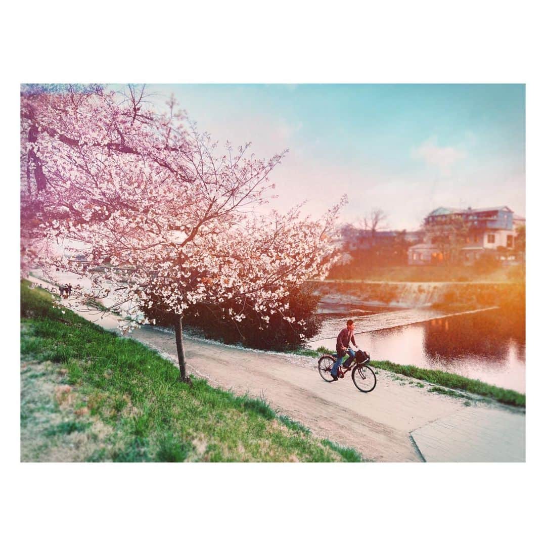 高橋ヨーコのインスタグラム：「雪の次は桜を追いかけて京都まで。こちらもなんとかギリギリセーフ💦」