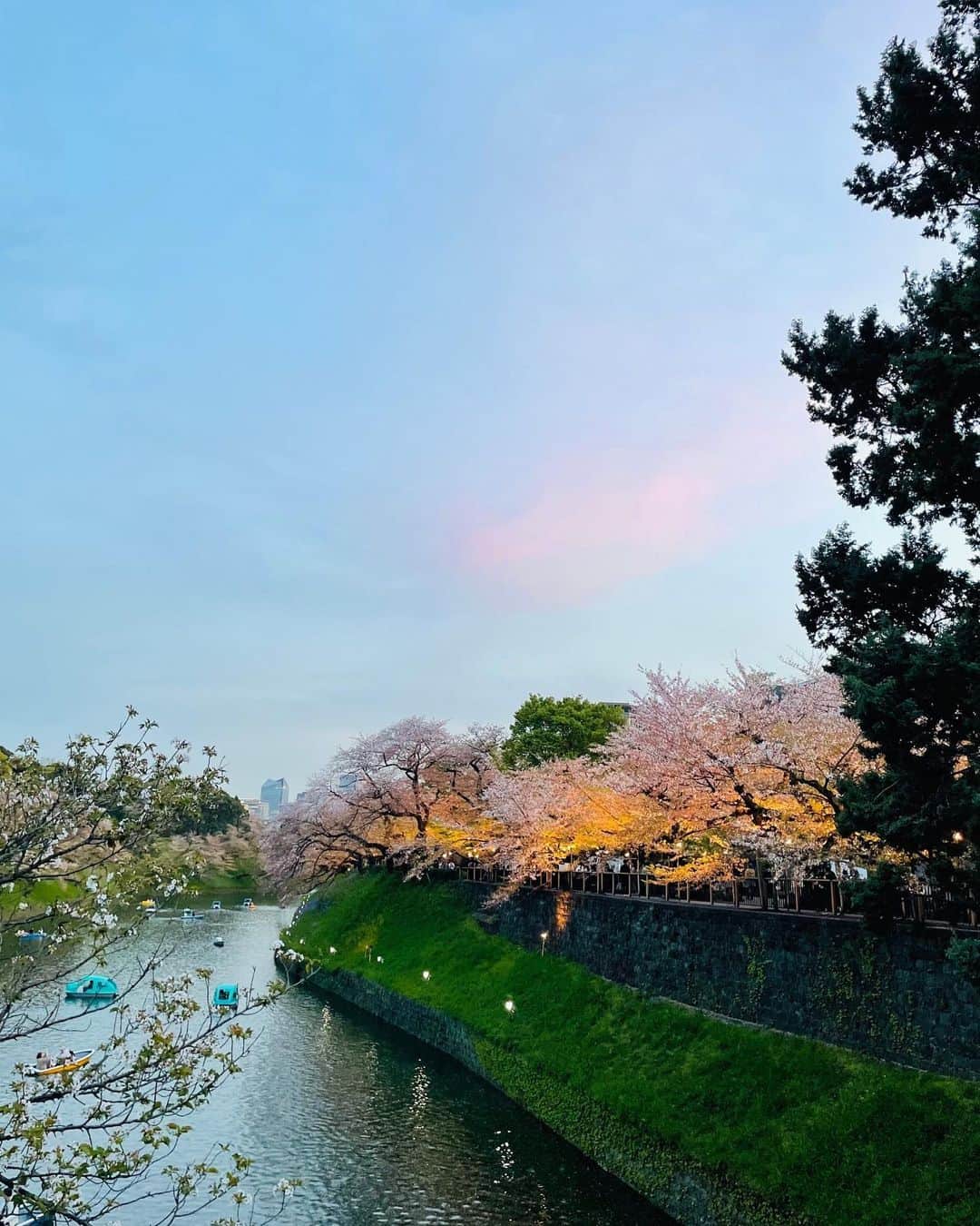 黄川田としえさんのインスタグラム写真 - (黄川田としえInstagram)「千鳥ヶ淵あたりをお散歩。 満開の桜ではなかったけど、夕日もライトアップもきれいだったなぁ。来年はも少し早めに来よっと。 美味しいもの色々食べてぼーっとしていい時間でした☺︎ #totto__life  #千鳥ヶ淵 #遅めのお花見 #桜#japan#hanami #tottorico#母娘」4月5日 19時36分 - tottokikawada