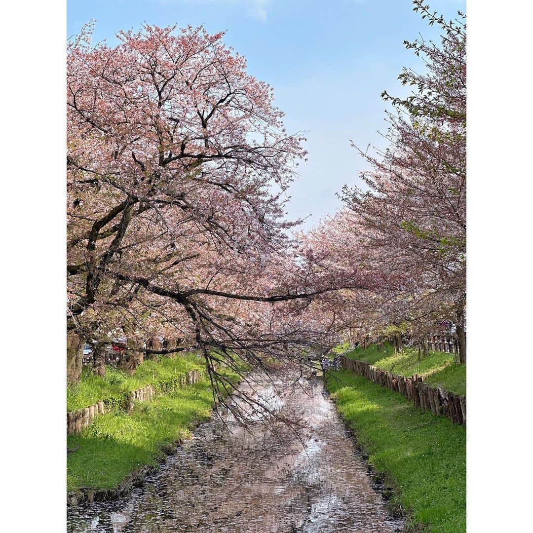 田名網理恵子さんのインスタグラム写真 - (田名網理恵子Instagram)「毎年恒例のお花見🌸 少し遠出したいねっ！て川越へ👩👱‍♀️👧♡ 沢山食べ歩きがあって旅行した気分になれたよ🤹‍♀️ 新河岸川の桜も綺麗だったなぁ〜🌸 花びらが川に浮かんでてそれも美しかった😌✨ ・ ・ #川越#川越観光#桜#お花見#新河岸川 #cherryblossom#sakura#japan」4月5日 19時36分 - 1004rieko
