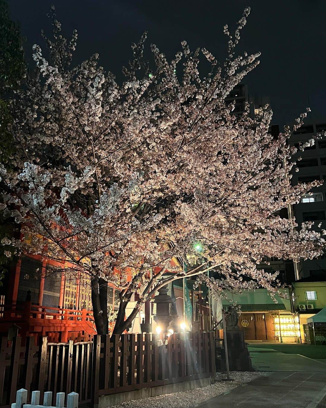 しみずくるみさんのインスタグラム写真 - (しみずくるみInstagram)「今年はいっぱい桜見れて嬉しかった〜ジム終わりで髪ボサボサです((>_< ;)」4月5日 19時48分 - __s.k0328