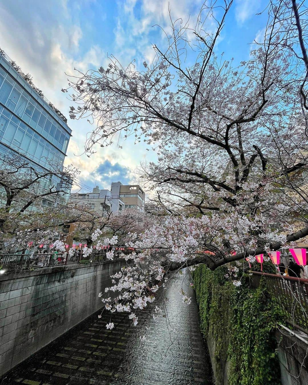 とくさきさんのインスタグラム写真 - (とくさきInstagram)「滑り込みでお花見行けた🌸❤️ 今年の中目黒は本当にすごい賑わいだった✨😆 . 来年は👶連れてくることになるのかなぁ🤔 .  #ゴルフ#ゴルフ女子#golf#golfgirl#sports#スポーツ#スポーツ女子#골프#골프여자#尔夫球#高尔夫#お花見#花見#中目黒#プレママ#マタニティ」4月5日 19時58分 - tokusaki_golf