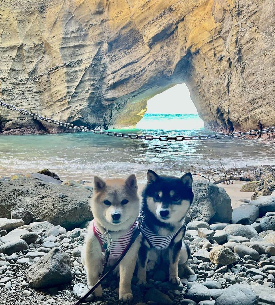 豆柴なつ&ふゆのインスタグラム