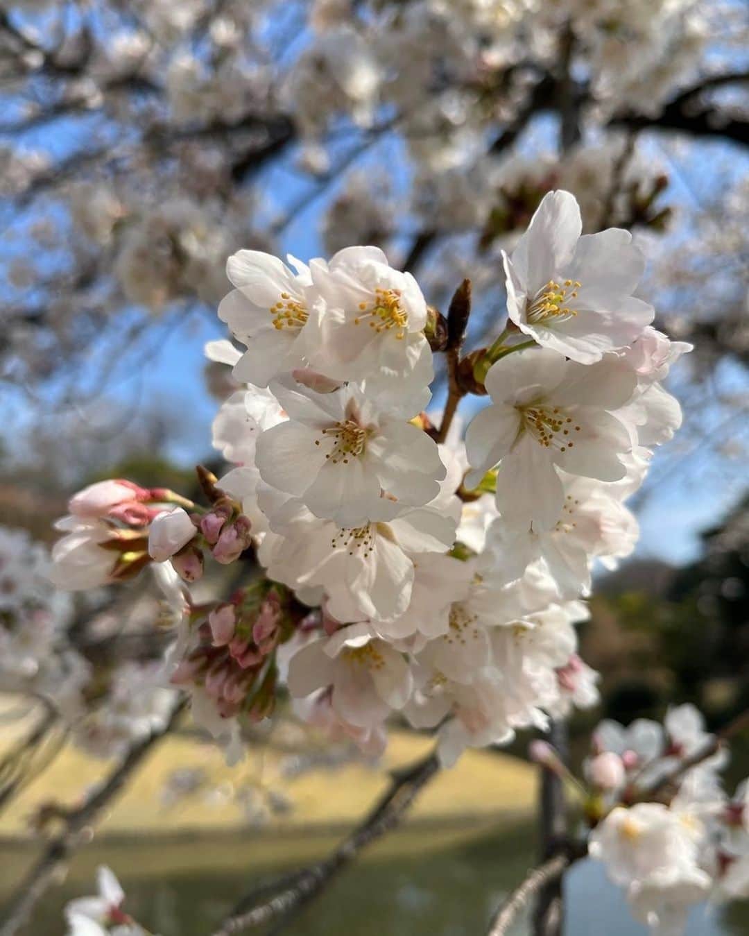 Candlewick Co., Ltd.さんのインスタグラム写真 - (Candlewick Co., Ltd.Instagram)「引き続き、春をテーマに、キャンドルウィックのメンバー、石井から。  今年の春は、訪日観光客もピークを迎えていますね。私のまわりでもコロナ前からずっと訪日を切望していた海外の友人たちが、桜の開花に合わせ、日本を訪れています。最近は、彼らとともに日本の春を楽しむのが日課で、自国だと気にかけることのなかった景色にも、目を留め、新たな視点で発見があります。  Photo credit kingrdgz  Continuing on the theme of spring, today from Candlewick member, Ishii.  This spring has seen a peak in the number of tourists visiting Japan. Around me, my friends from overseas, who have been eagerly awaiting their visit to Japan since before Corona, are visiting Japan just in time for the cherry blossoms to bloom. Recently, I have been enjoying the spring in Japan with them, and I have been able to stop and look at scenery that I would never pay attention to in my own country, and discover it from a new perspective.  Photo credit kingrdgz   #日本の春 #桜 #日本観光 #旅行 #東京 #Japan #Japantravel #Tokyo #Cherryblossom #travelphotography #travelgram #キャンドルウィック #広報 #マーケティング #サステナブルPR #コミュニケーションデザイン #candlewickpr #tokyopr #communicationdesign」4月5日 20時00分 - candlewick_jp