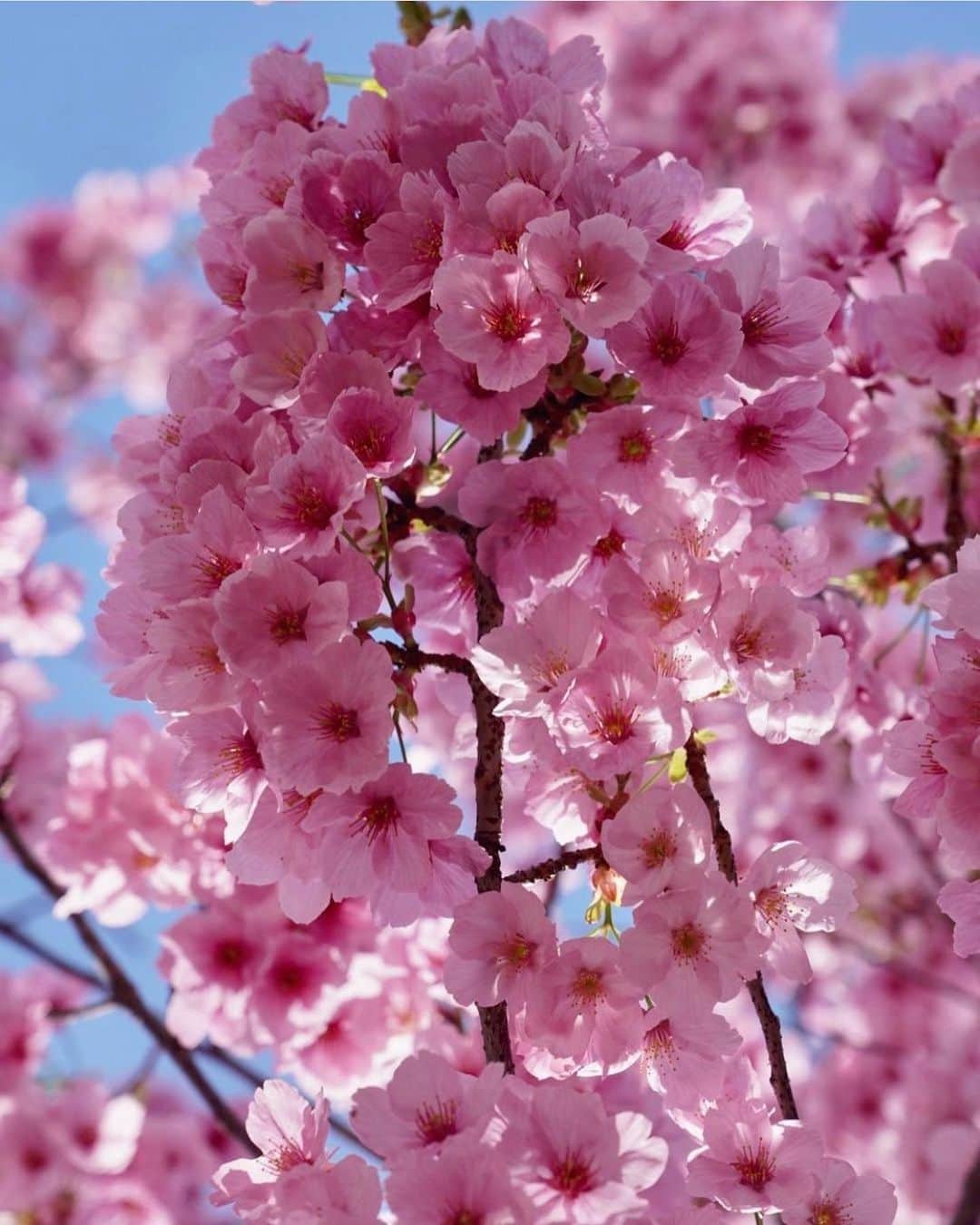 Candlewick Co., Ltd.のインスタグラム：「引き続き、春をテーマに、キャンドルウィックのメンバー、石井から。  今年の春は、訪日観光客もピークを迎えていますね。私のまわりでもコロナ前からずっと訪日を切望していた海外の友人たちが、桜の開花に合わせ、日本を訪れています。最近は、彼らとともに日本の春を楽しむのが日課で、自国だと気にかけることのなかった景色にも、目を留め、新たな視点で発見があります。  Photo credit kingrdgz  Continuing on the theme of spring, today from Candlewick member, Ishii.  This spring has seen a peak in the number of tourists visiting Japan. Around me, my friends from overseas, who have been eagerly awaiting their visit to Japan since before Corona, are visiting Japan just in time for the cherry blossoms to bloom. Recently, I have been enjoying the spring in Japan with them, and I have been able to stop and look at scenery that I would never pay attention to in my own country, and discover it from a new perspective.  Photo credit kingrdgz   #日本の春 #桜 #日本観光 #旅行 #東京 #Japan #Japantravel #Tokyo #Cherryblossom #travelphotography #travelgram #キャンドルウィック #広報 #マーケティング #サステナブルPR #コミュニケーションデザイン #candlewickpr #tokyopr #communicationdesign」
