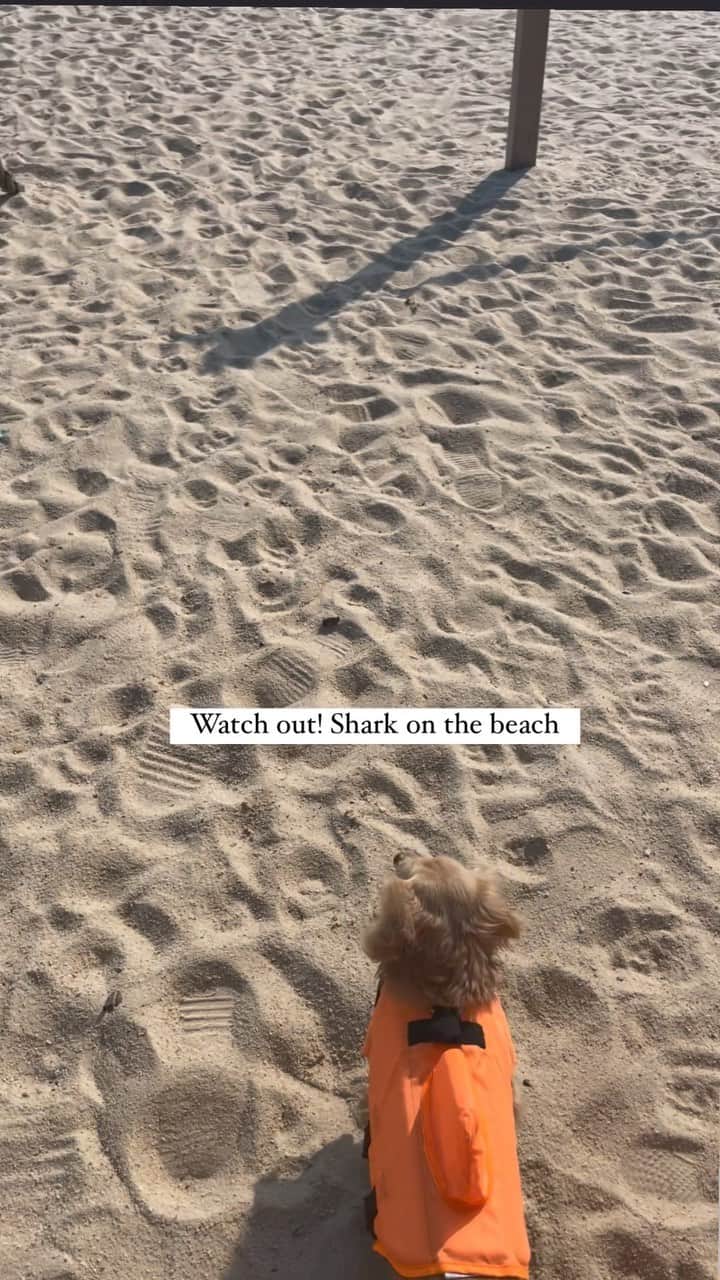 アマンダ・チャンのインスタグラム：「My kind of sausage party ☀️ 🏝️ 🌊 #dogs #daschunds #beach」