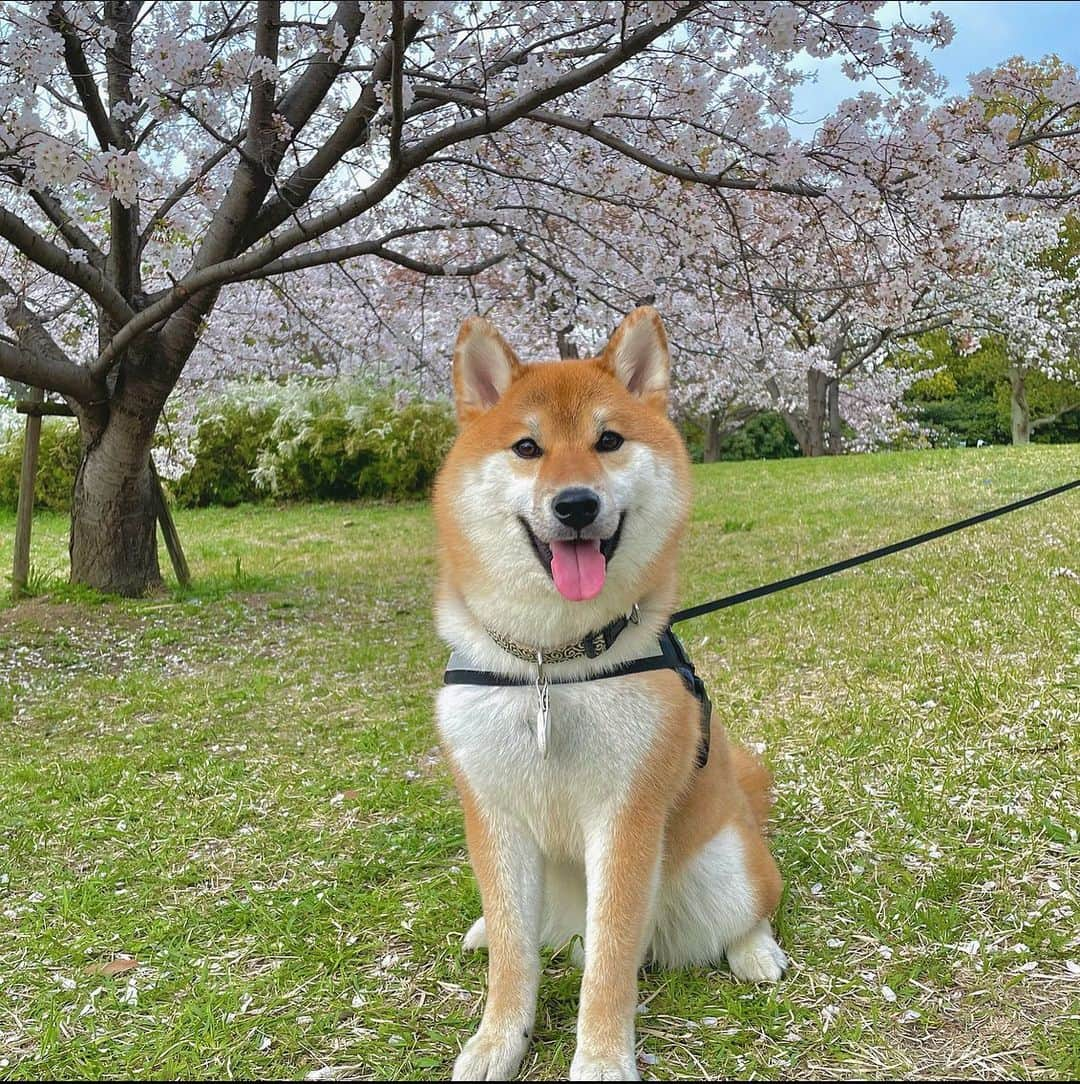 和風総分家のインスタグラム：「🌸＋🐶＝🫶  コマちゃんと少し早めのお花見｡❀·̩͙ 可愛すぎたのでYouTubeに公開しておきました☆*。  ------------------------------ YouTube56万人🏆 ありがとうございます‼︎  まだまだ満足せずに4月も コマちゃんと楽しく活動していきます🔥🔥  #柴犬ライフ  #柴犬のいる暮らし  #犬の散歩  #愛犬の日  #可愛い犬  #tiktokdog  #和風総分家」