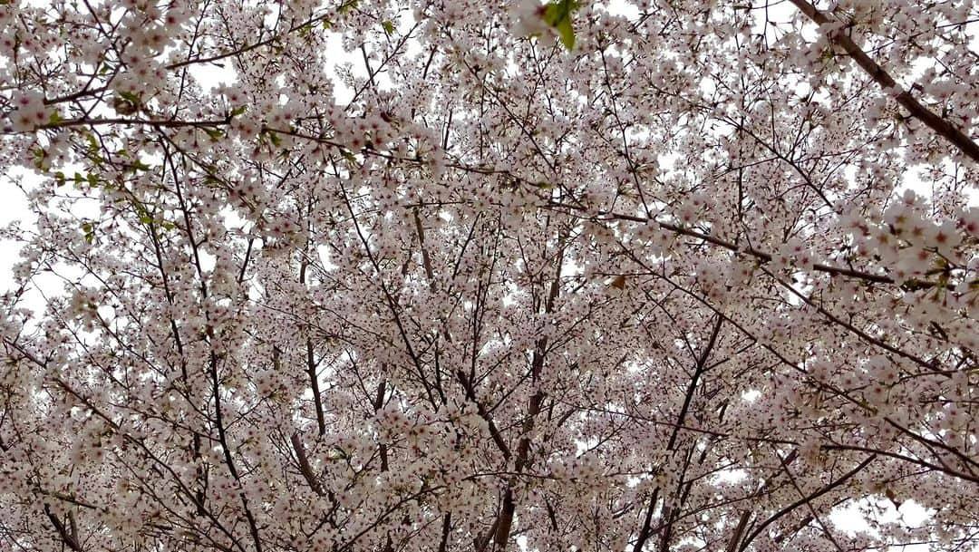 浜平恭子のインスタグラム：「韓国からこんばんは(๑′ᴗ‵๑)✨ こちらもそろそろ桜の花は見納めです🌸 最後に木の下で楽しく回りながら撮ってみました❣️ 今年は韓国で楽しませてもらいましたね🌟 ありがとう💖 また来年会おう〜🥰  올해는 한국에서 벗꽃을 즐겼어요 예쁜 모습,고마워요~~^^  #韓国生活 #韓国ライフ #韓国移住 #海外移住 #移住生活 #韓国仁川 #仁川 #韓国料理 #韓国好きな人と繋がりたい #韓国カフェ  #韓国グルメ #韓国ファッション #韓国ショッピング #韓国ビューティー #韓国情報 #日韓夫婦 #韓国人夫 #浜平恭子 #ラジオDJ  #韓国旅行 #海外旅行 #韓国在住 #한일부부 #인천 #인천청라 #일본어성우 #라디오DJ #桜 #벗꽃 #봄」