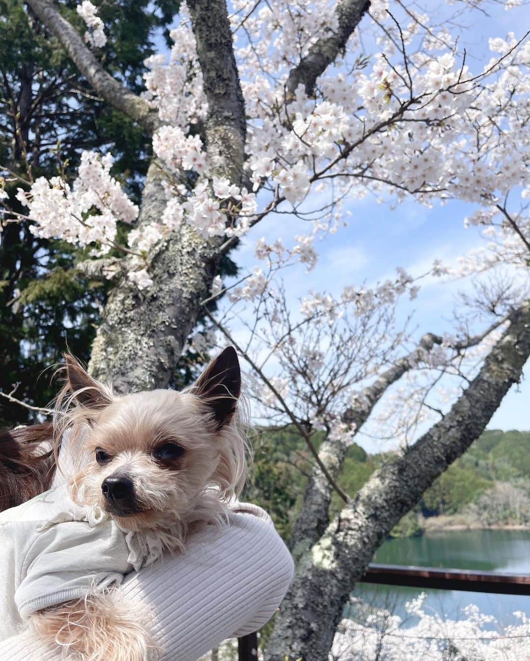 ミカさんのインスタグラム写真 - (ミカInstagram)「🌸 さくちゃんとお花見ランチ🍴 たのしかったねー♡♡  またお出かけしようね🐾🐾  #わんことお出かけ#わんこと一緒#わんことランチ#関西わんこ#わんこokカフェ#わんこok#ヨーキー#ヨーキーlove#ヨークシャテリア#いぬすたぐらむ#春服#お花見#ストライプシャツ#デニムコーデ#テラス席#テラス席ワンコok#三重カフェ#名張カフェ#健康ランチ#関西お出かけ#yunoカフェ#ユノカフェ」4月5日 20時15分 - mikaa1116
