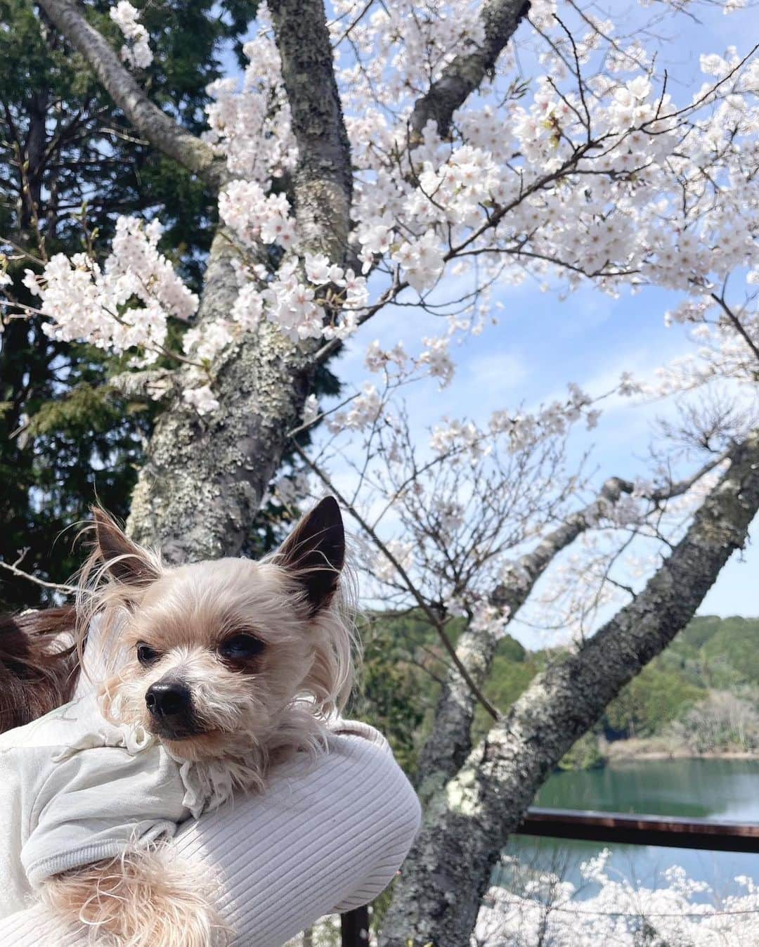 ミカさんのインスタグラム写真 - (ミカInstagram)「🌸 さくちゃんとお花見ランチ🍴 たのしかったねー♡♡  またお出かけしようね🐾🐾  #わんことお出かけ#わんこと一緒#わんことランチ#関西わんこ#わんこokカフェ#わんこok#ヨーキー#ヨーキーlove#ヨークシャテリア#いぬすたぐらむ#春服#お花見#ストライプシャツ#デニムコーデ#テラス席#テラス席ワンコok#三重カフェ#名張カフェ#健康ランチ#関西お出かけ#yunoカフェ#ユノカフェ」4月5日 20時15分 - mikaa1116