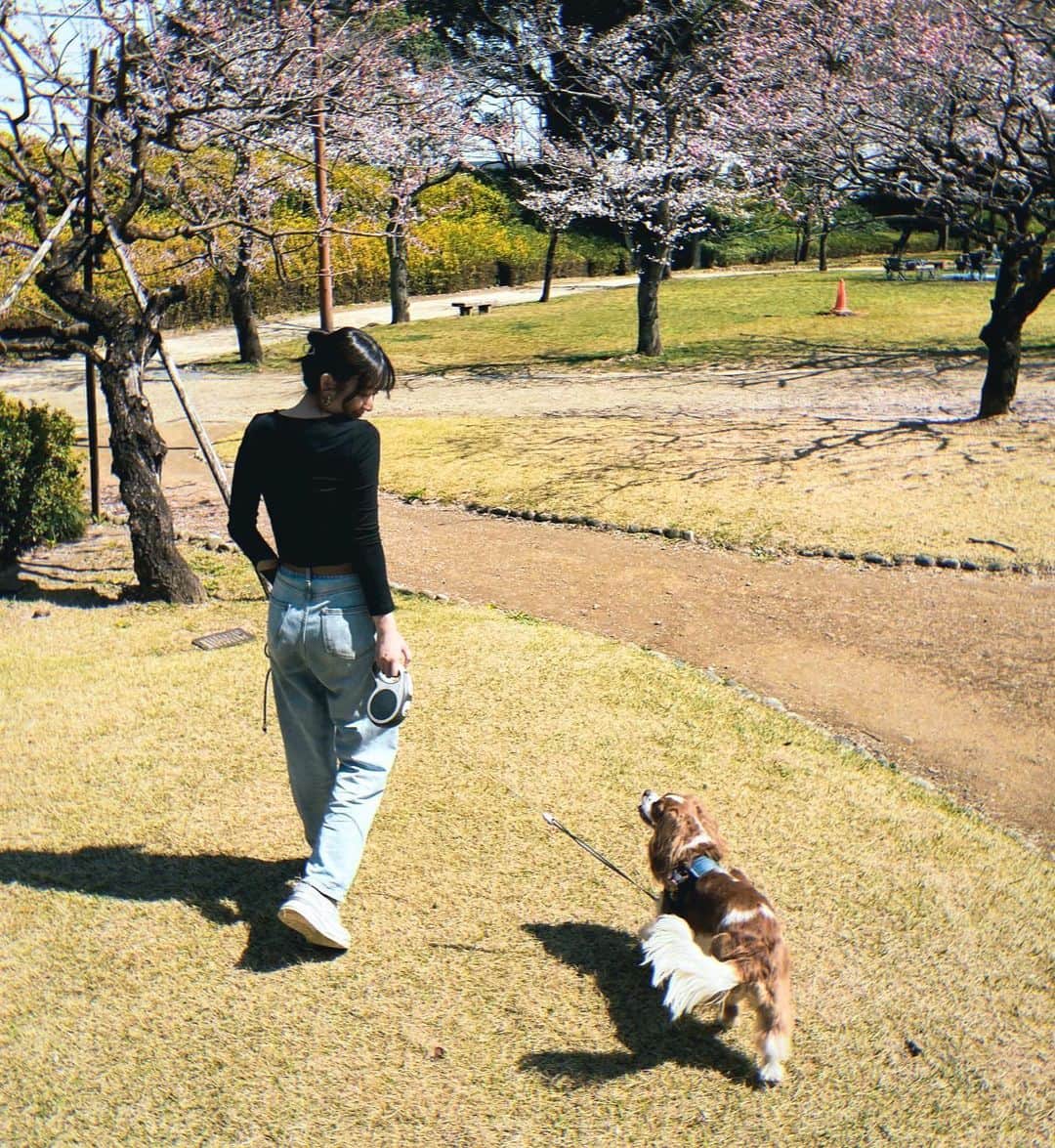 廣岡聖さんのインスタグラム写真 - (廣岡聖Instagram)「.  baby🐶  #cavalierkingcharlesspaniel#cavalier#dogsofinstagram#doglife#japan#aichi」4月5日 20時26分 - hirooka_hijiri