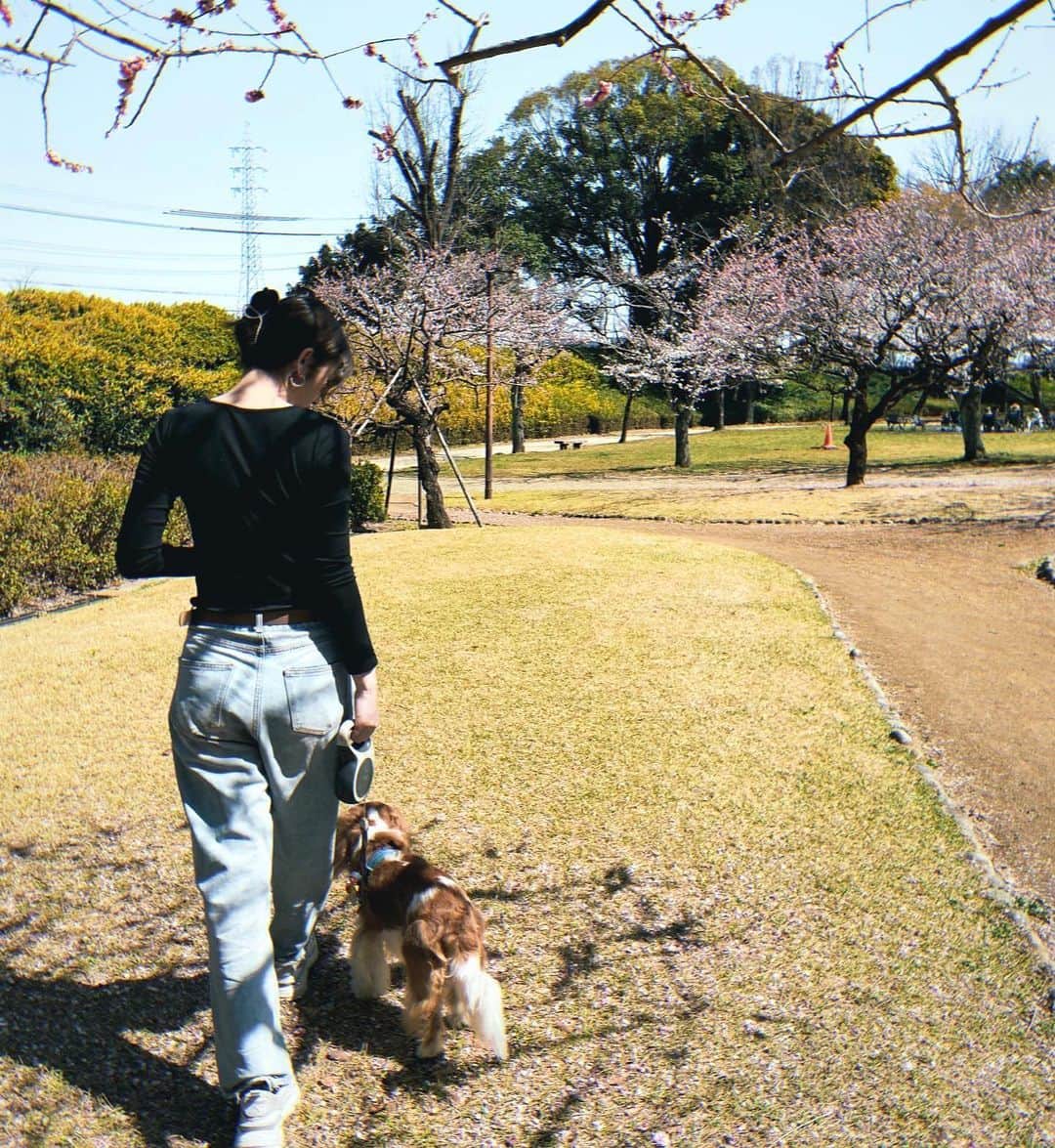廣岡聖さんのインスタグラム写真 - (廣岡聖Instagram)「.  baby🐶  #cavalierkingcharlesspaniel#cavalier#dogsofinstagram#doglife#japan#aichi」4月5日 20時26分 - hirooka_hijiri