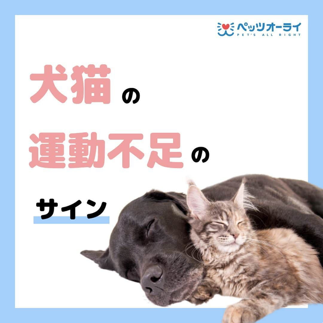 PET'S ALL RIGHT 【公式】のインスタグラム：「@pets_all_right👈他の投稿はこちらから！  ＜犬猫の運動不足のサイン＞  犬猫によって、運動不足のサインが少し異なりますが、 要求行動が増えたり、トイレの失敗が増えたり、 遊び方が乱暴になったりした際には、 運動不足の可能性があります。 毎日必ずどこかで遊ぶ時間を作ってあげることが重要です。  ---  💎自己紹介  ⭐️ペットとの生活における豆知識 ⭐️私、僕たちのわんちゃんねこちゃん ⭐️獣医師、トレーナーによるアドバイス  などをご紹介しています  「この情報役に立つ！」 「私・僕たちのわんちゃんねこちゃんを紹介してほしい！」  と思ったそこのあなた！！  いいね・コメント・保存・フォローお待ちしております🔥  他にもいろいろ役立つ情報やかわいいわんちゃんねこちゃんを ご紹介しているので、プロフィールからチェックしてみてね！！  @pets_all_right  姉妹アカウントWan!Passでは ワンちゃんとのお出かけ・旅行情報を発信中🚗³₃ @wanpass2022  ---  #ペッツオーライ #pet #pets #dog #犬 #いぬ #いぬすたぐらむ #ふわもこ部 #愛犬 #わんこ #犬のいる暮らし #犬のいる生活 #いぬのきもち #犬好きな人と繋がりたい #inustagram #ペット #いぬバカ部 #いぬら部 #わんこなしでは生きていけません会 #わんこ部 #わんこ大好き #犬部 #犬好き部 #いぬだいすき #いぬがいる暮らし #わんちゃん好きな人と繋がりたい #わんちゃんのいる暮らし #わんちゃん好きと繋がりたい #犬スタグラム #いぬぐみ」