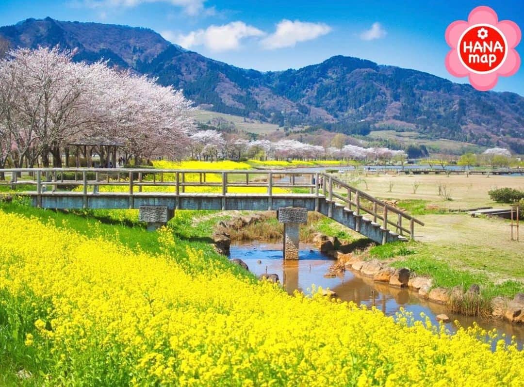 はなまっぷ❁日本の花風景さんのインスタグラム写真 - (はなまっぷ❁日本の花風景Instagram)「🌸はなまっぷの桜まつり🌸 * @monchi.life0419 さんの 桜に花まるを💮 * 見事に咲き誇る美しい日本の桜をありがとうございます😊🌸 * #新潟　#上堰潟公園 Uwasekigata Park. Niigata Pref. * 🌼桜の花言葉📝🌼 精神の美 * ※見頃が過ぎている名所もご紹介させていただいています。 * 🌸•••🌸•••🌸•••🌸•••🌸•••🌸 * いつも素敵なお花をありがとうございます😊 #はなまっぷ #日本の美しい花風景#花のある風景#花#花言葉#花畑#春#花#桜#サクラ#花見#お花見#お花見スポット#sakura#cherryblossom#cherryblossoms#絶景#ソメイヨシノ#染井吉野#新潟市#風景#菜の花#ナノハナ * 🌸••••••お知らせ••••••🌸 * 花風景検索サイト　はなまっぷ https://hanamap.com 🔍「はなまっぷ」または @hanamap プロフィール欄から ぜひご覧ください * 📖🌸📖🌸📖🌸📖🌸📖 四季の花々を訪ねていきたい にっぽんの花地図 好評発売中📘 📖🌸📖🌸📖🌸📖🌸📖」4月5日 22時45分 - hanamap