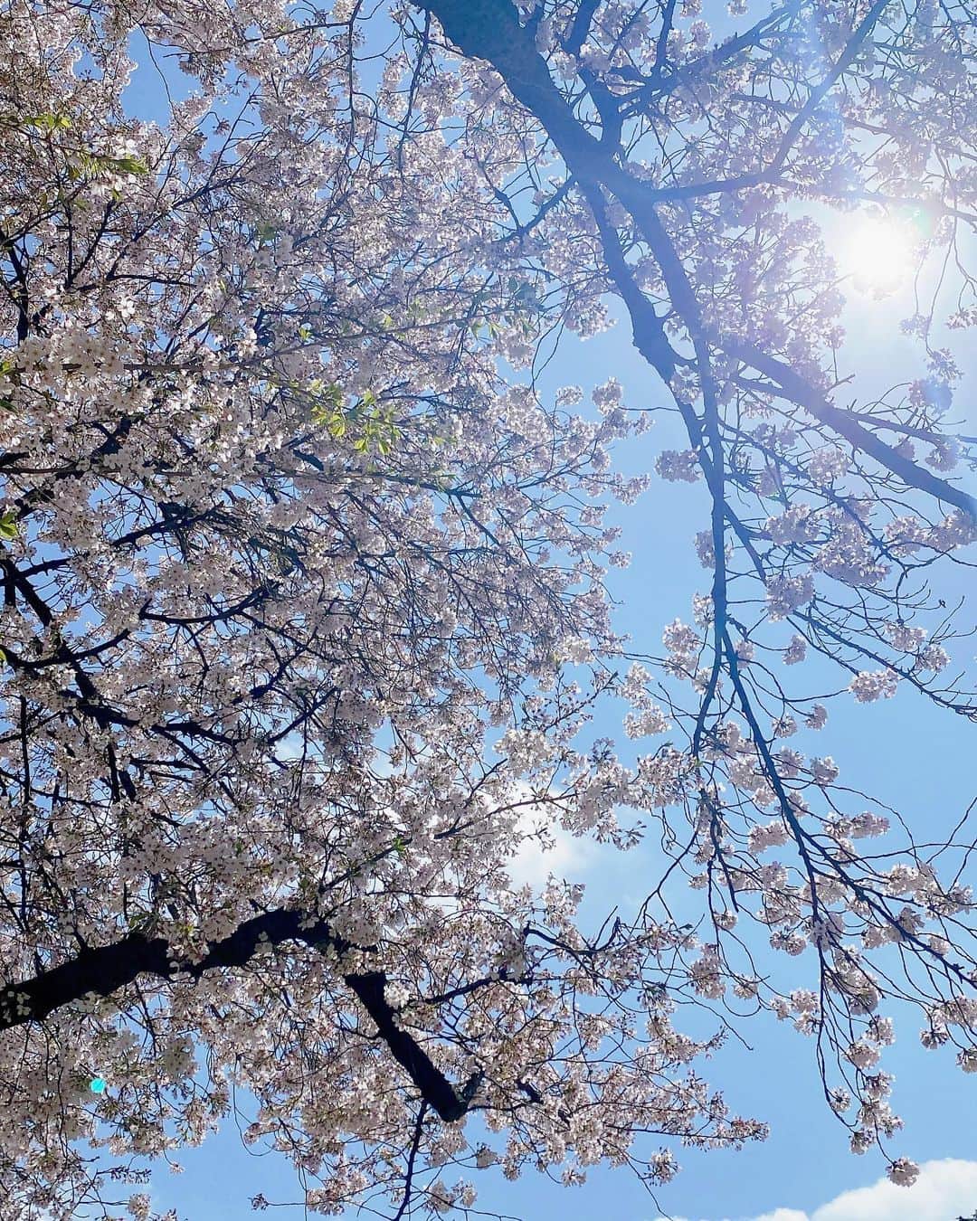 濱内奈々子さんのインスタグラム写真 - (濱内奈々子Instagram)「🌸 pink moments 💕」4月5日 22時50分 - nanako_hamauchi