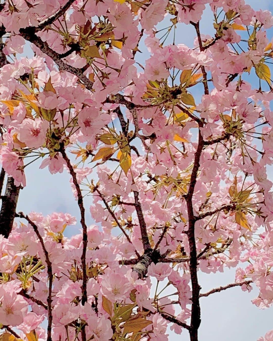 濱内奈々子さんのインスタグラム写真 - (濱内奈々子Instagram)「🌸 pink moments 💕」4月5日 22時50分 - nanako_hamauchi