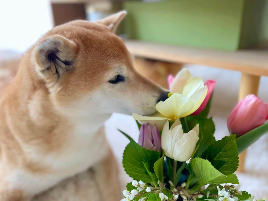 マロたんのインスタグラム：「脳出血から1年。再発しなかったお祝い🌷をつぶす犬。今年も親指姫見つからず。  入院時に240/140ぐらいだった飼い主の血圧、下がりました。  その節はご心配をおかけしました。現在めっちゃ元気で後遺症もありません。  降圧剤すごいね🫠(アジルバ10mg飲んでるよ)  #shiba #shibainu #柴犬 #チューリップ #tulip」