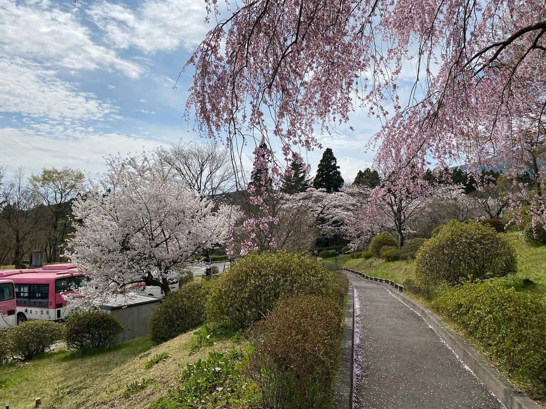 忍成修吾さんのインスタグラム写真 - (忍成修吾Instagram)「本日は家族と両親とでお墓参り。 満開の桜でした。」4月5日 22時54分 - shugo_oshinari