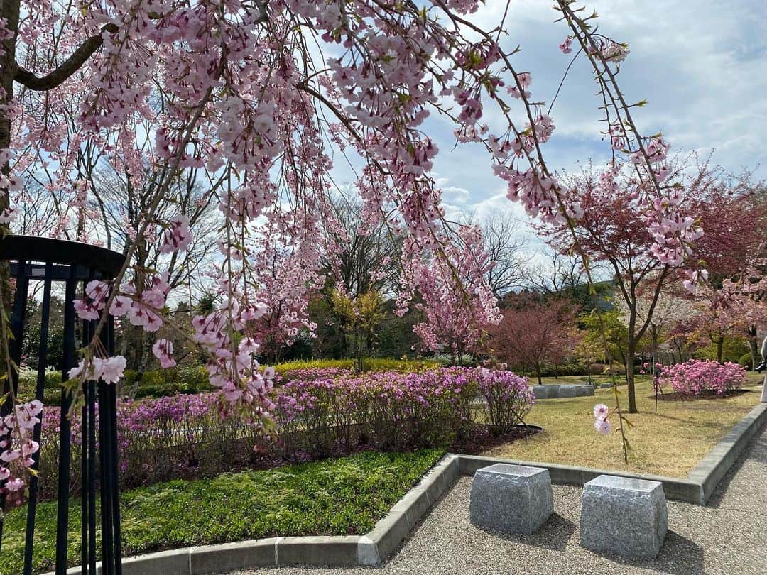 忍成修吾さんのインスタグラム写真 - (忍成修吾Instagram)「本日は家族と両親とでお墓参り。 満開の桜でした。」4月5日 22時54分 - shugo_oshinari